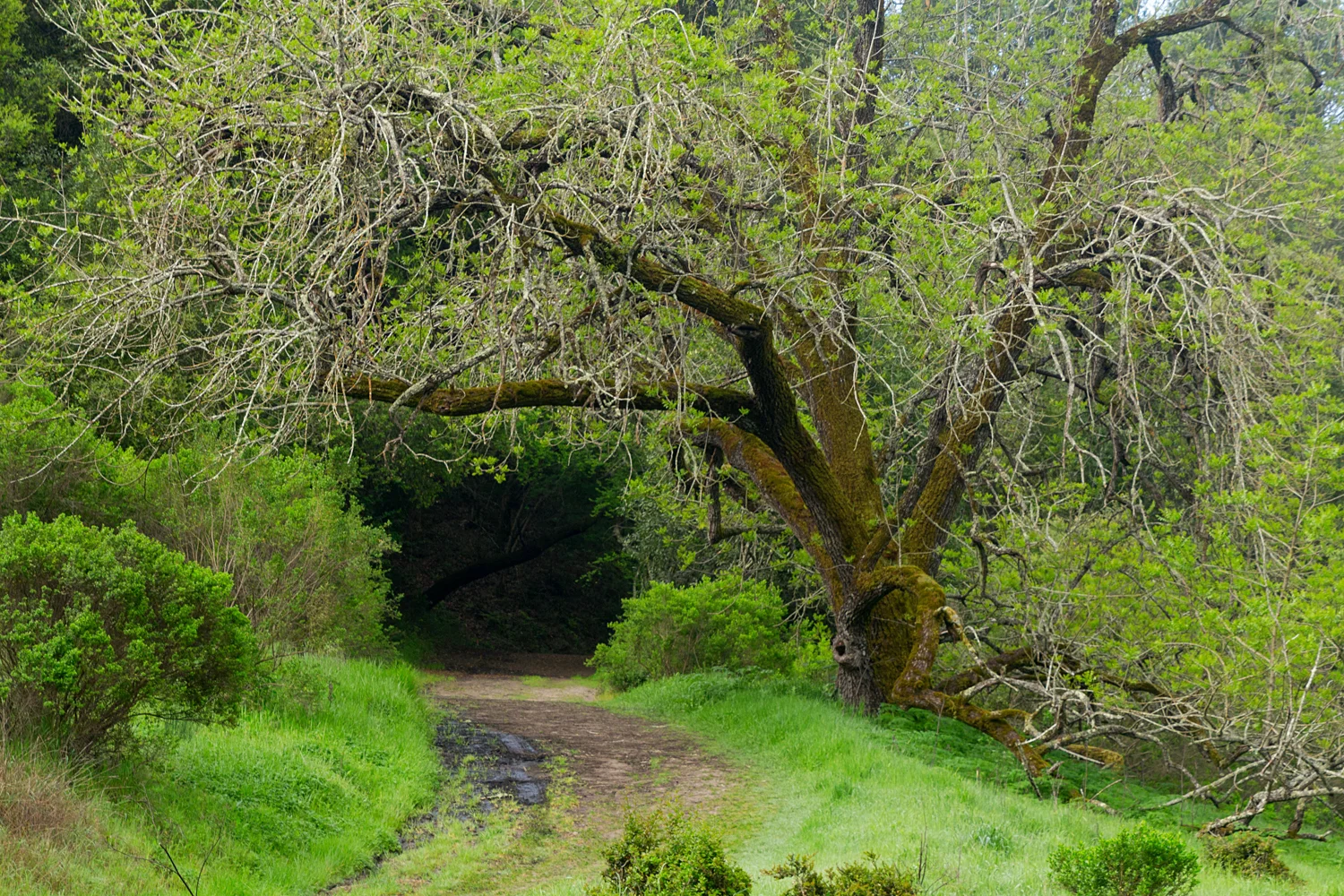 King's Canyon Loop-4.jpg