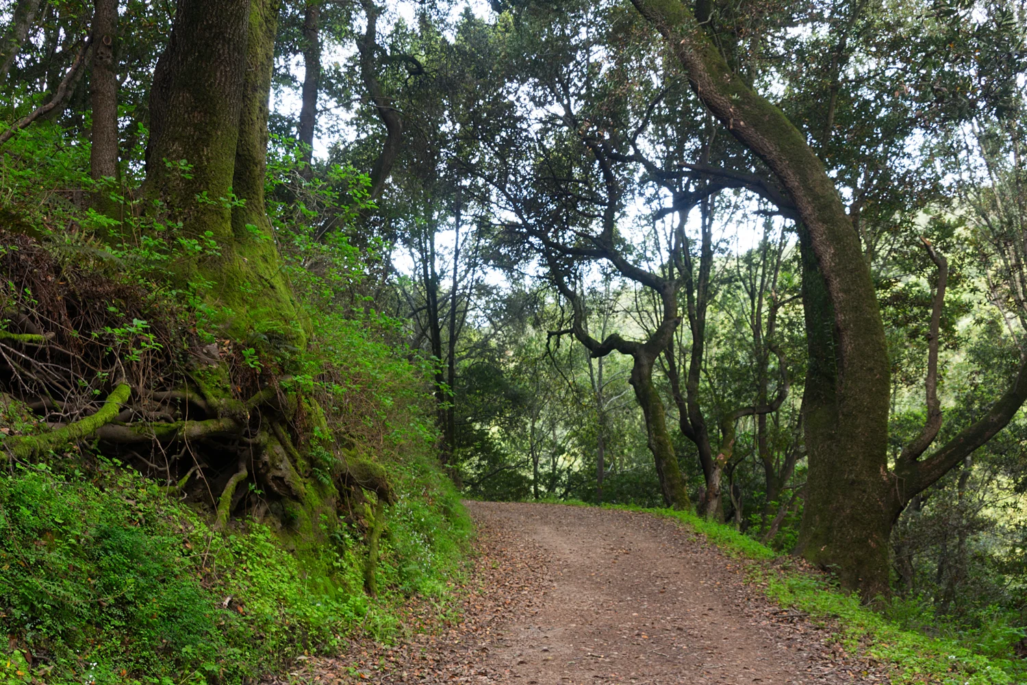 King's Canyon Loop-8.jpg