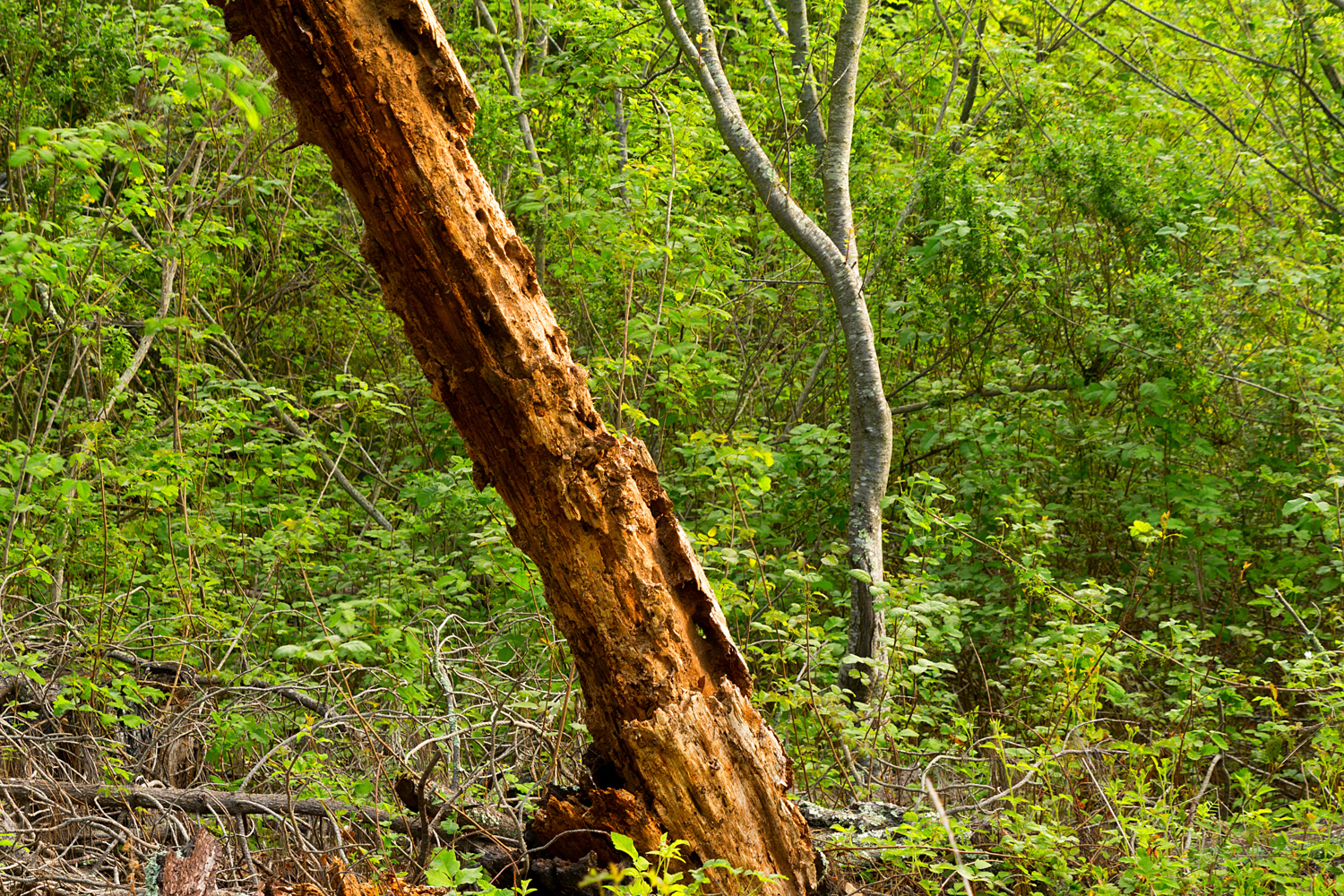 King's Canyon Loop-14.jpg