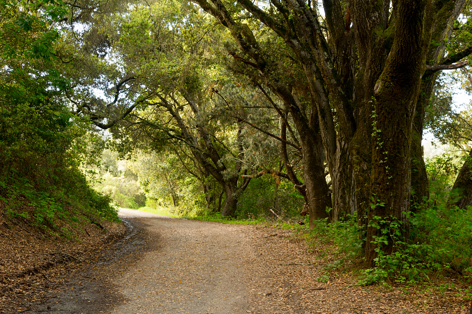 King's Canyon Loop.jpg