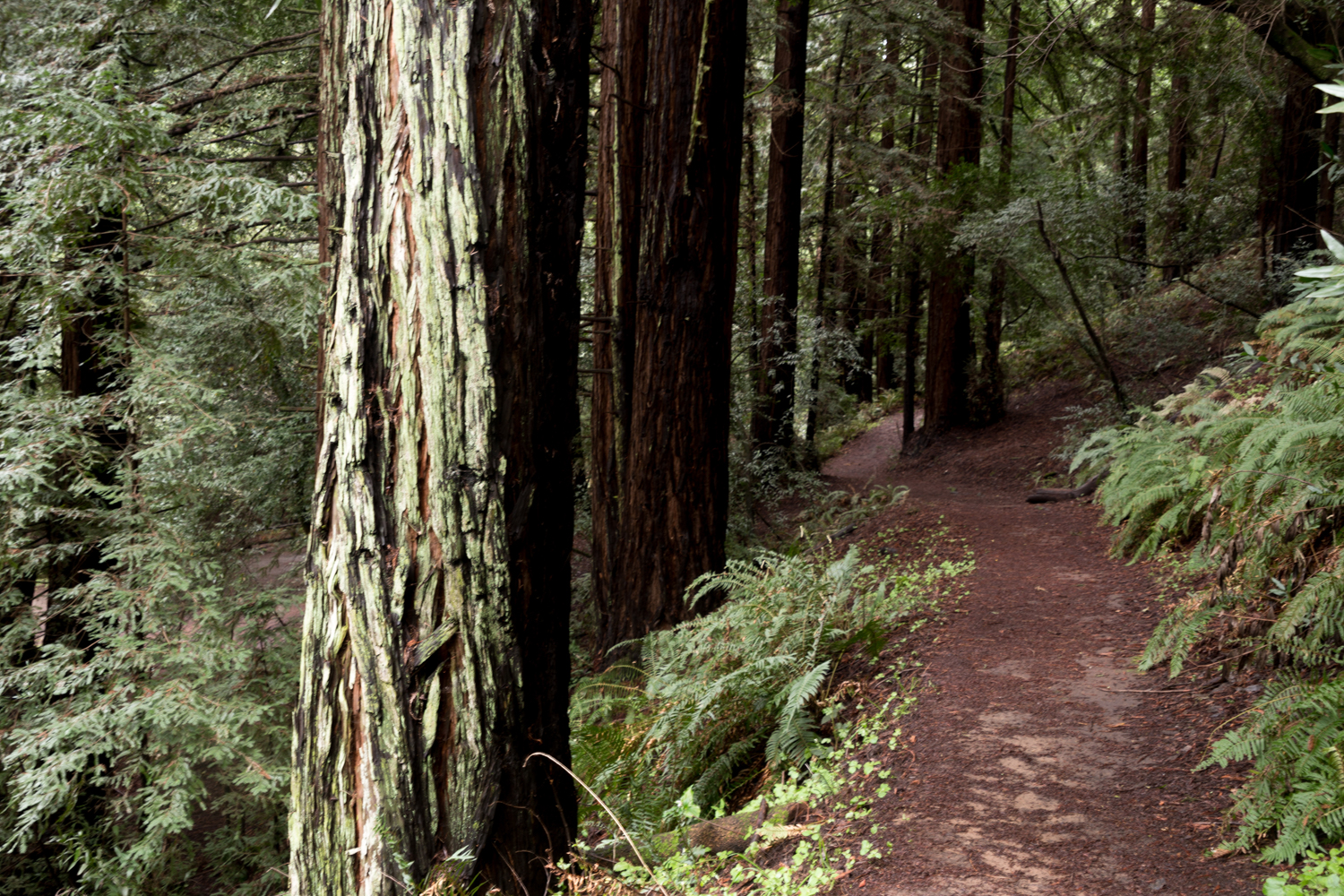 Redwood regional park french trail_-3.jpg