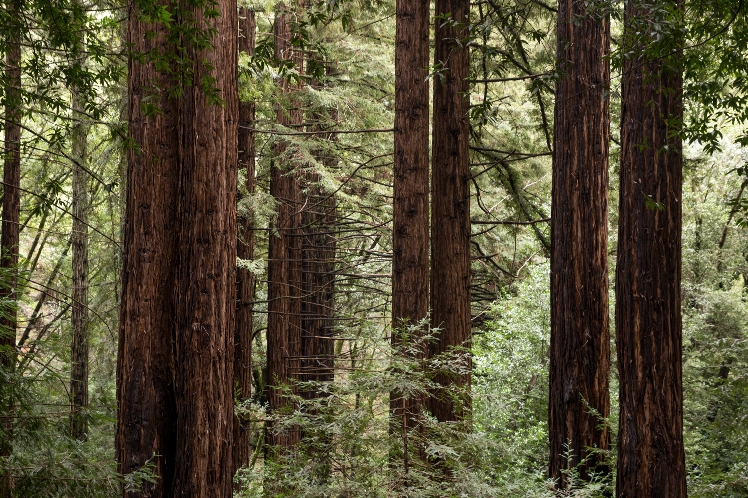 Redwood regional park french trail_-2.jpg