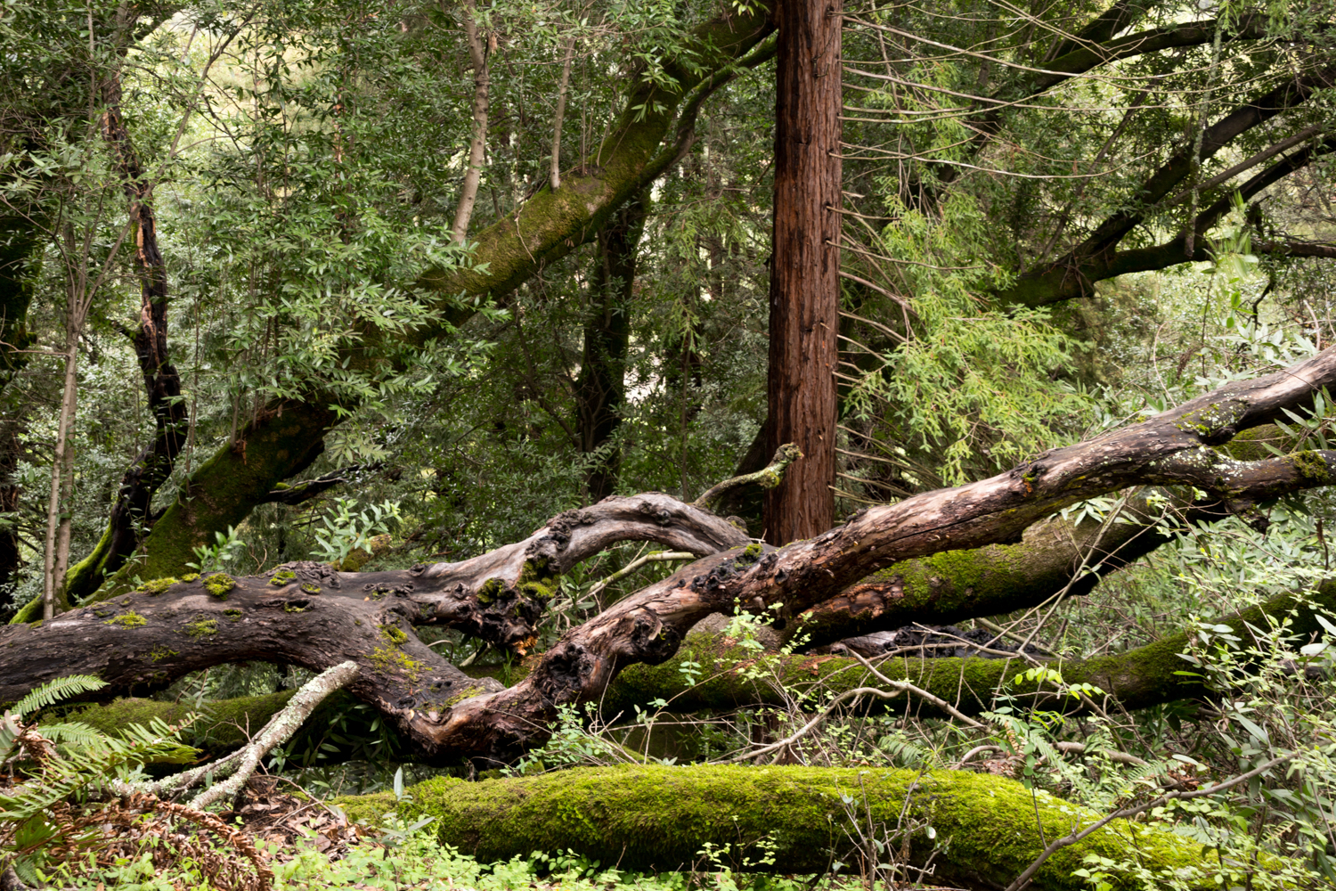 Redwood regional park french trail_-5.jpg