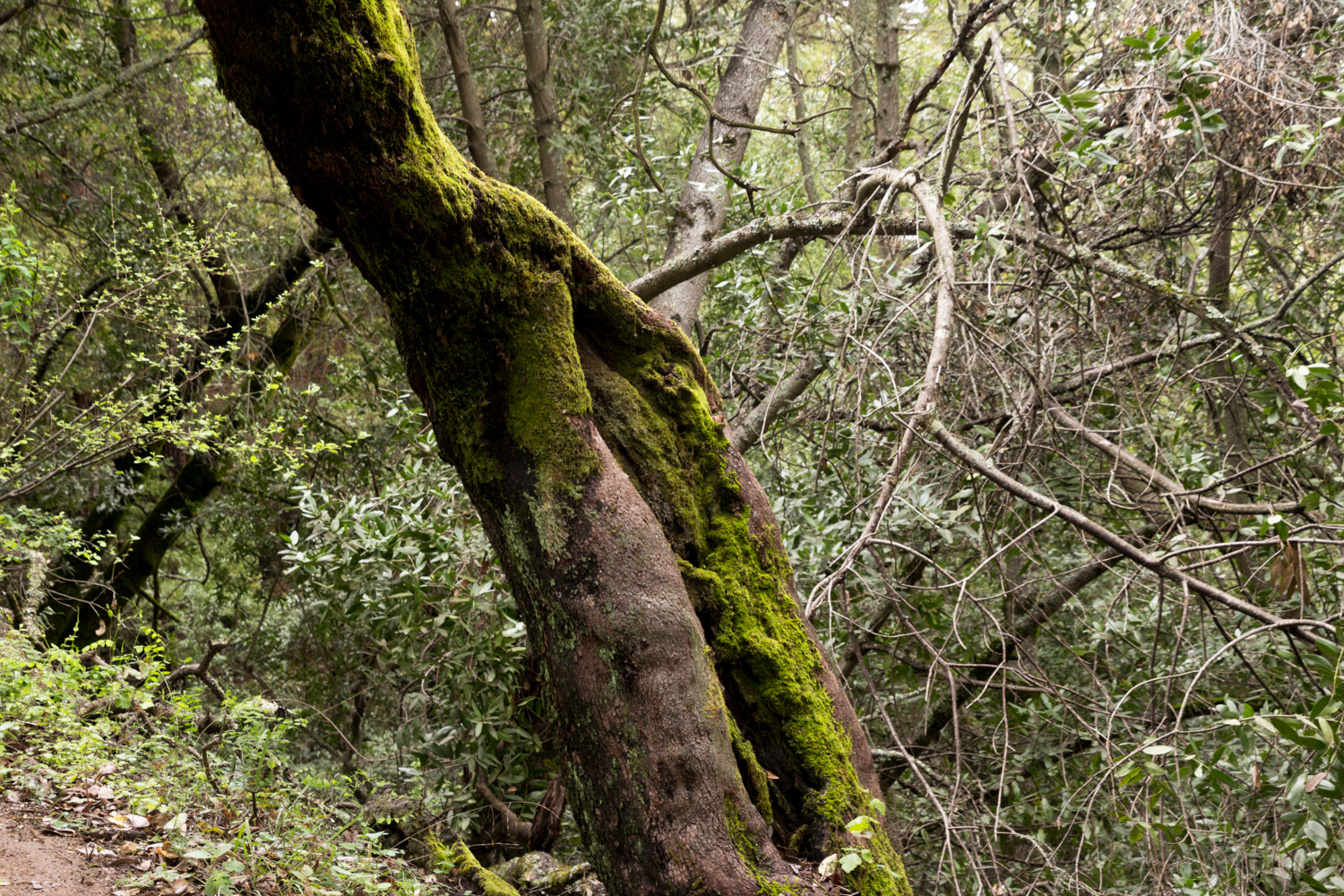 Redwood regional park french trail_-6.jpg