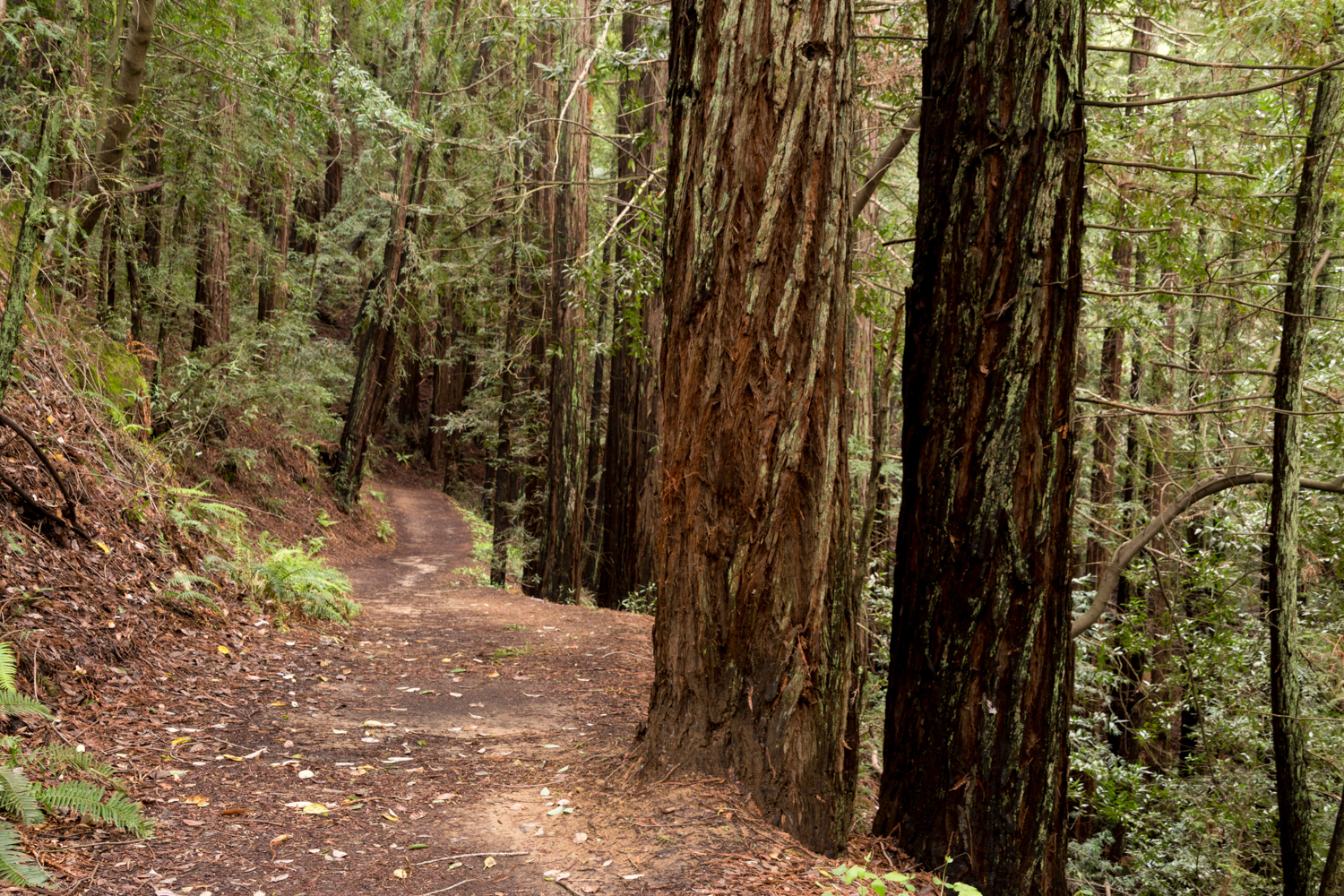 Redwood regional park french trail_-8.jpg