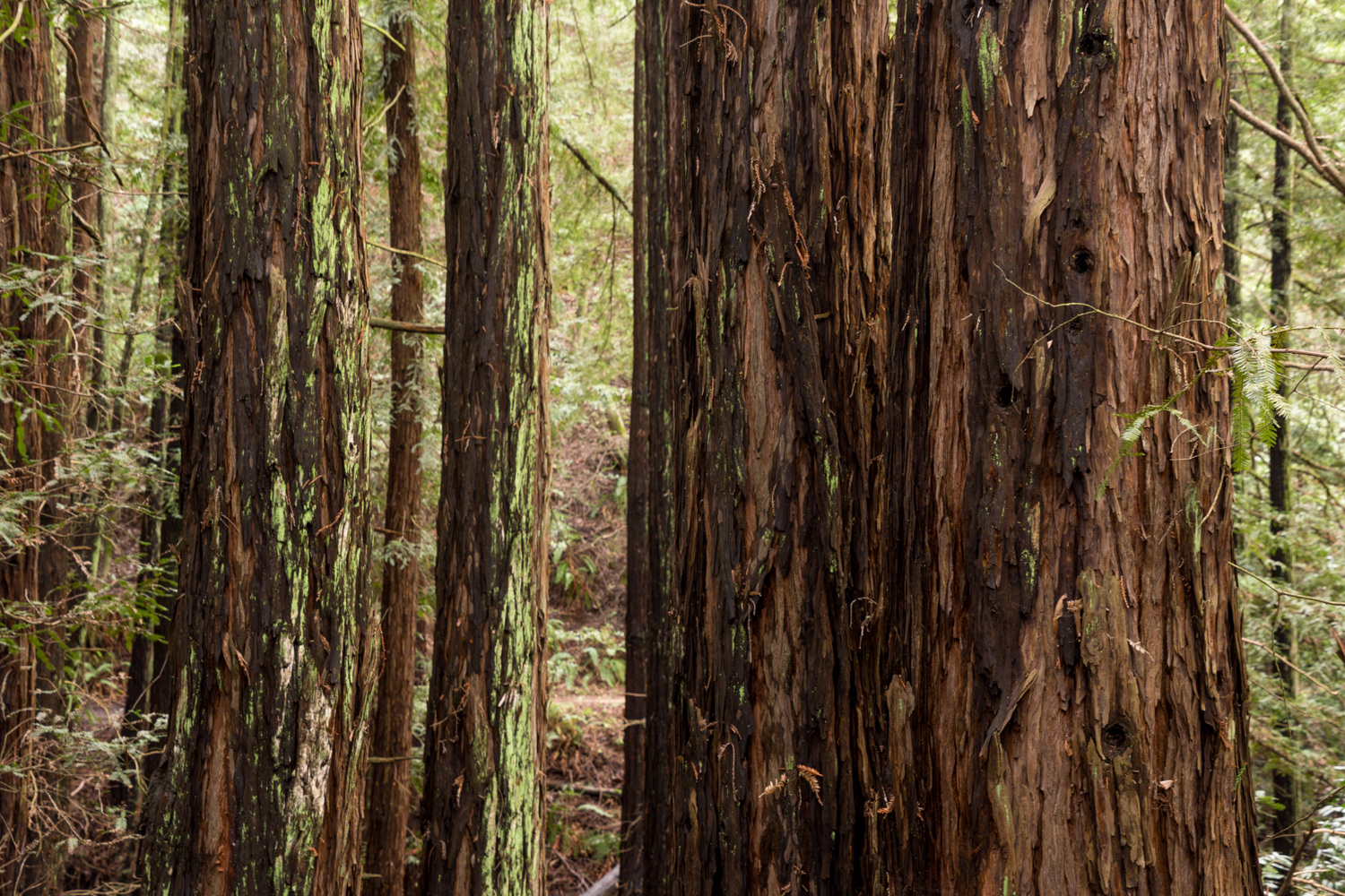 Redwood regional park french trail_-9.jpg