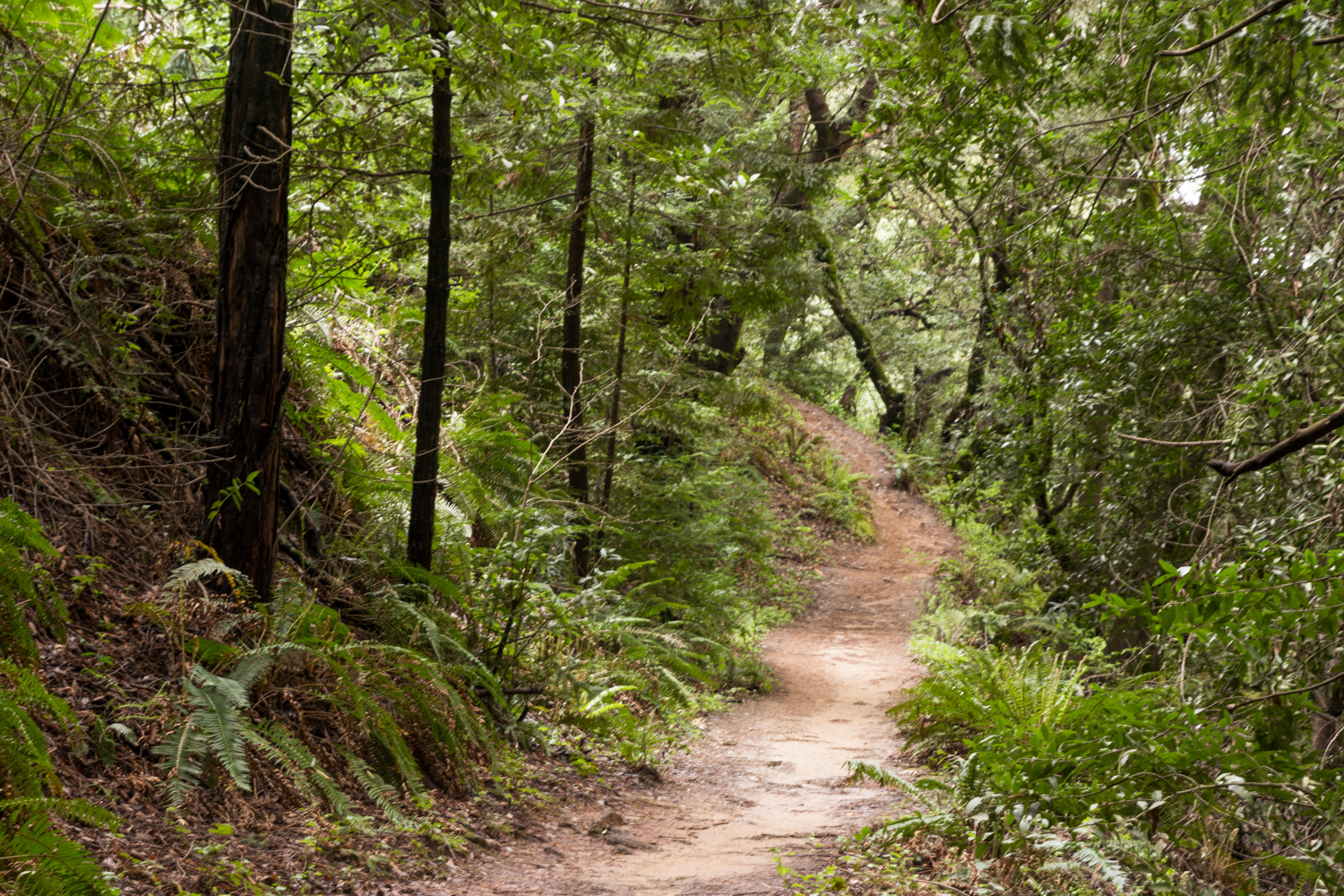 Redwood regional park french trail_-10.jpg