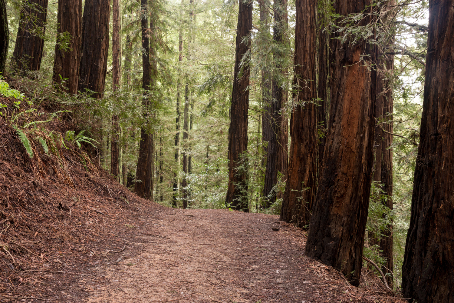 Redwood regional park french trail_-11.jpg