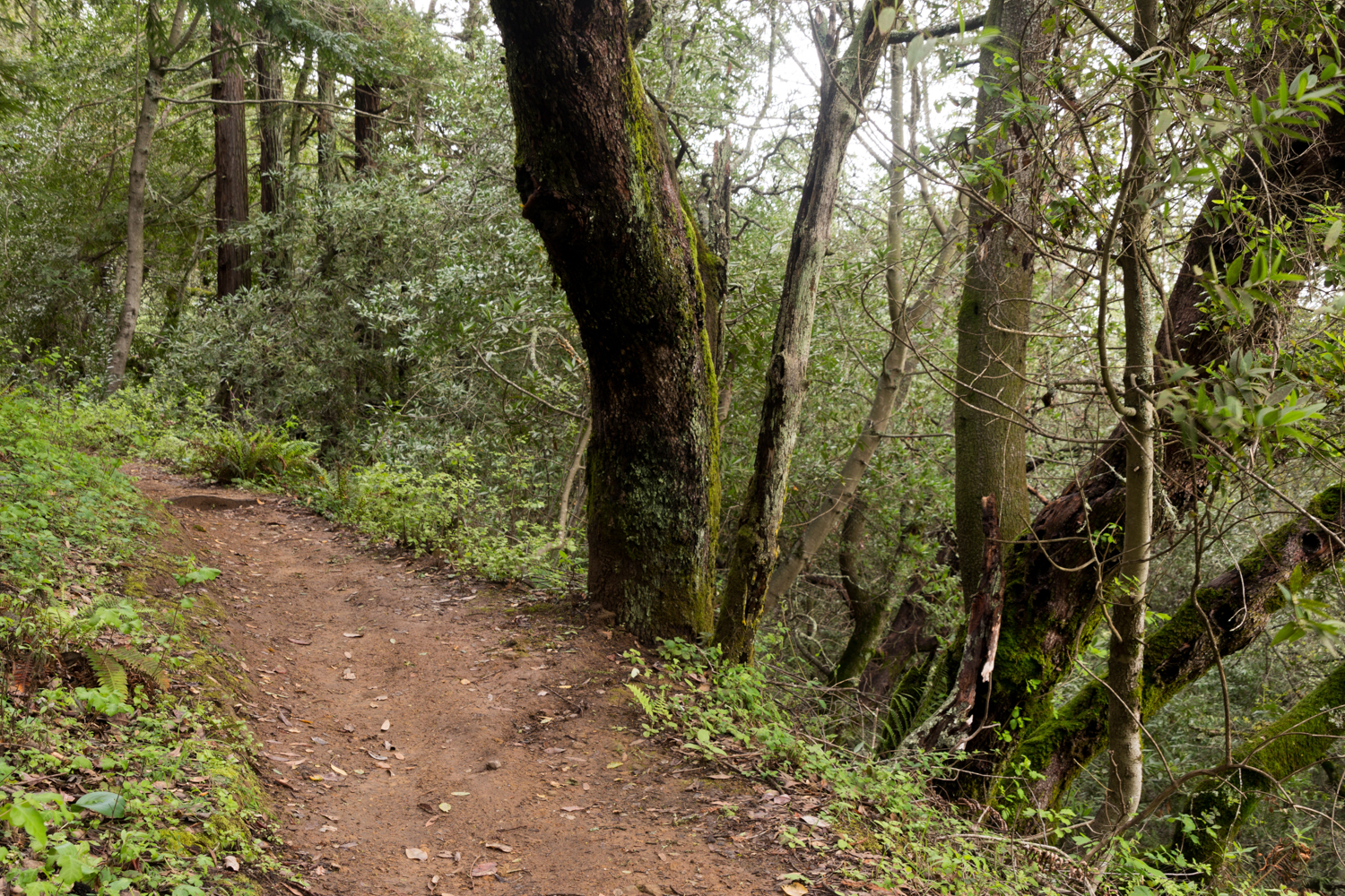 Redwood regional park french trail_-12.jpg