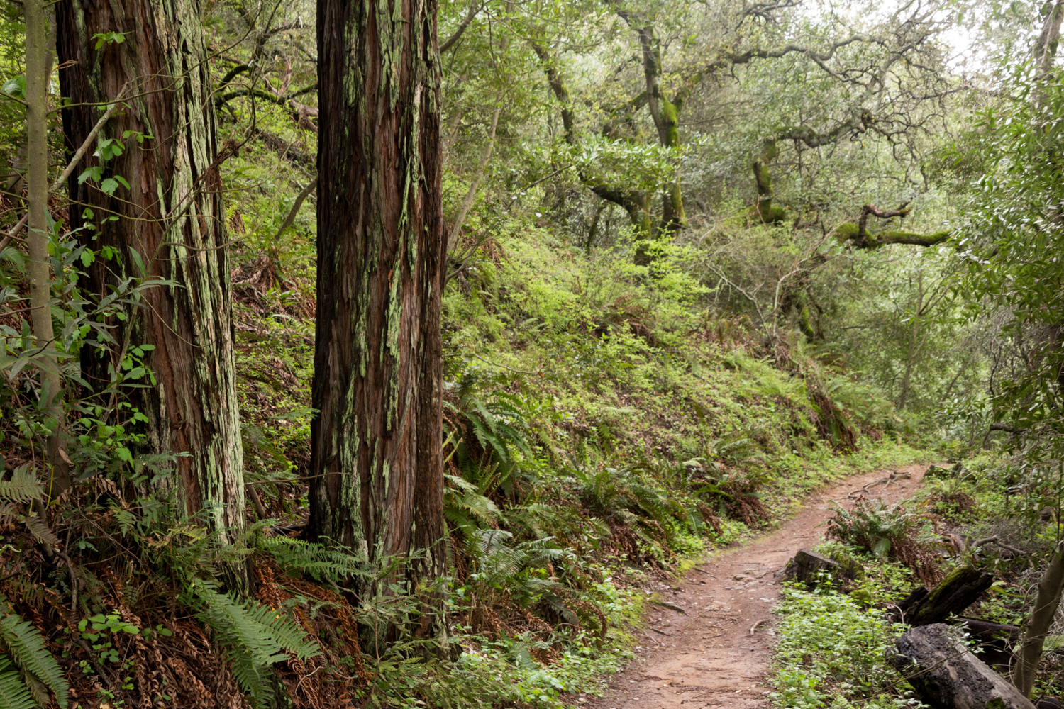 Redwood regional park french trail_-14.jpg