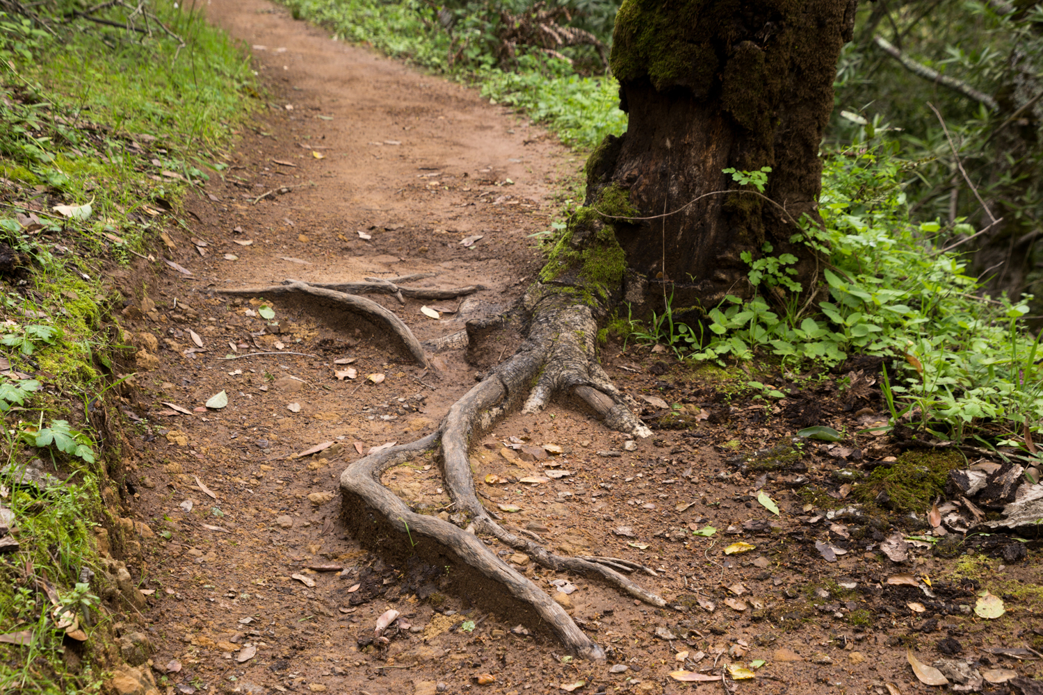 Redwood regional park french trail_-16.jpg