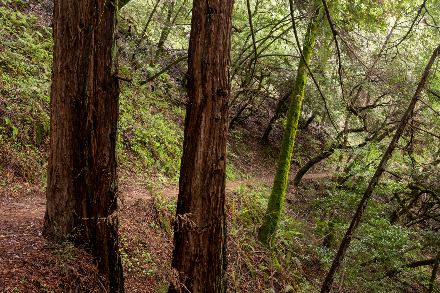 Redwood regional park french trail_-17.jpg
