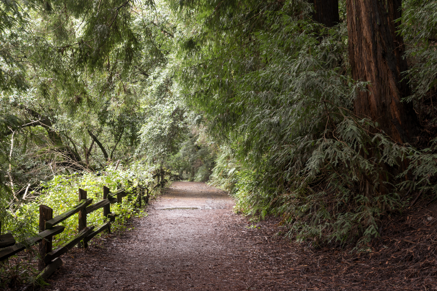 Redwood regional park french trail_-19.jpg