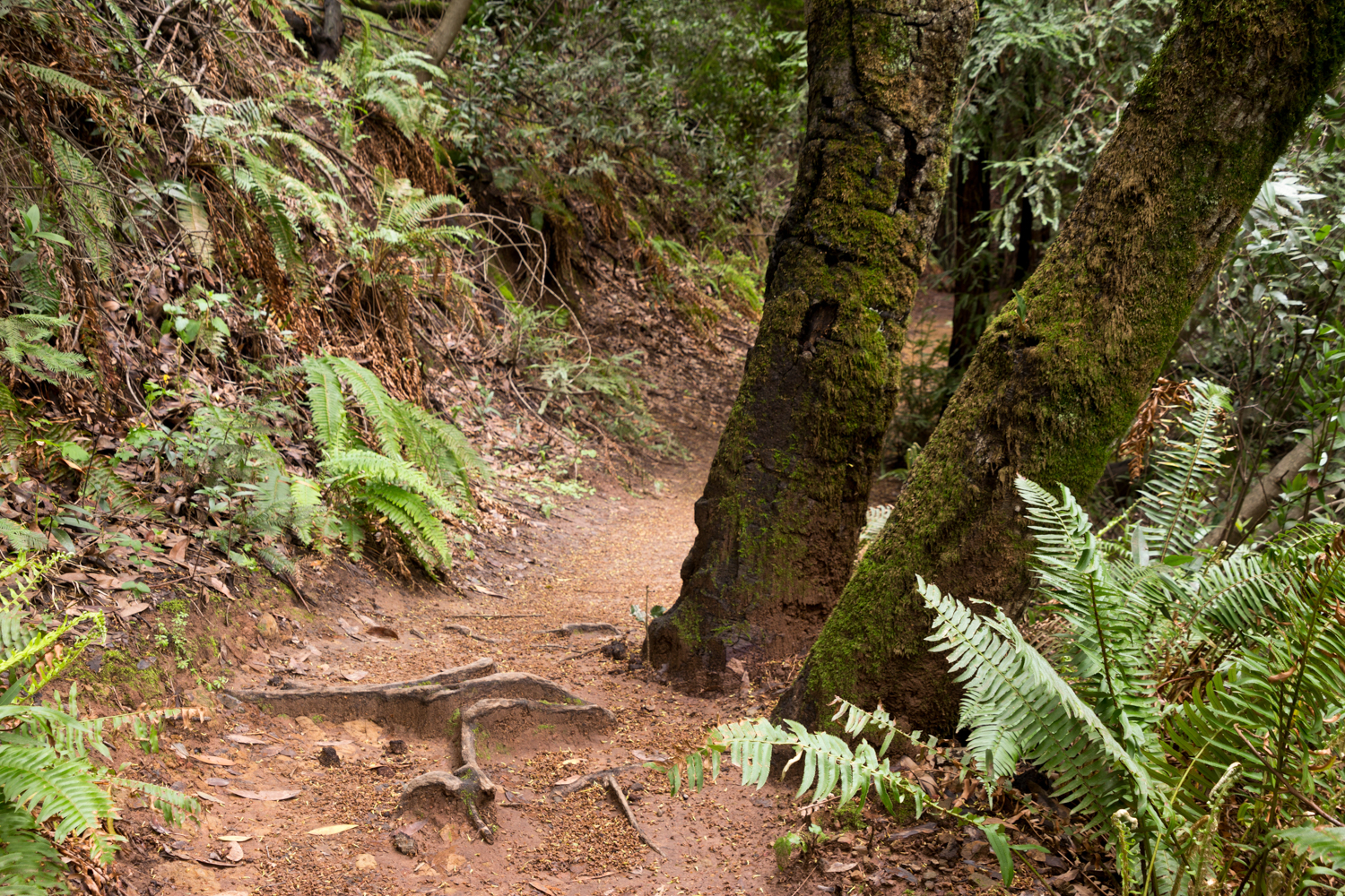Redwood regional park french trail_-22.jpg