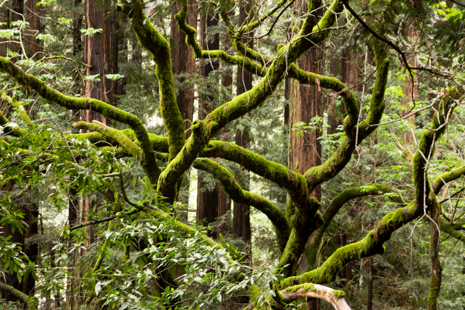 Redwood regional park french trail_-24.jpg