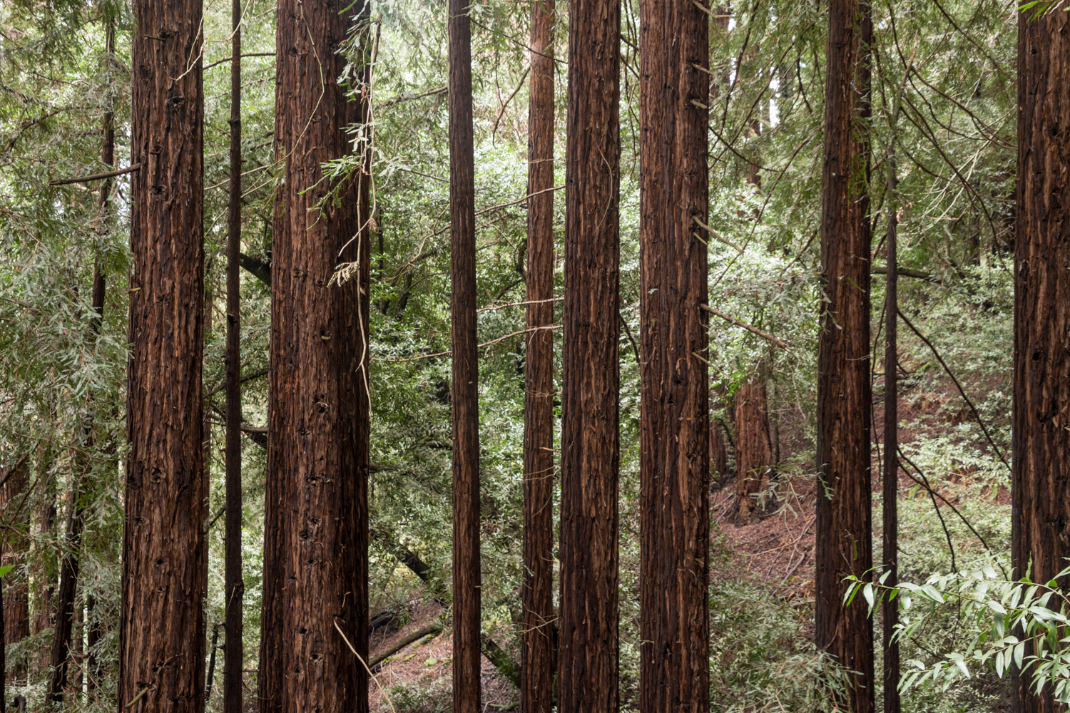 Redwood regional park french trail_-25.jpg