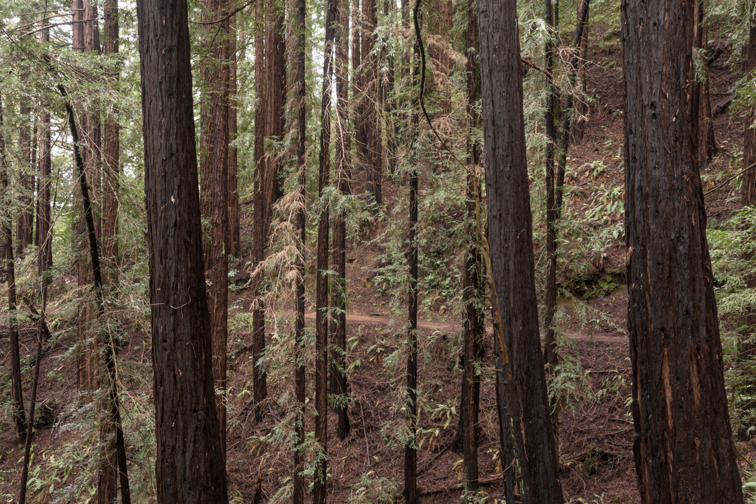 Redwood regional park french trail_-26.jpg