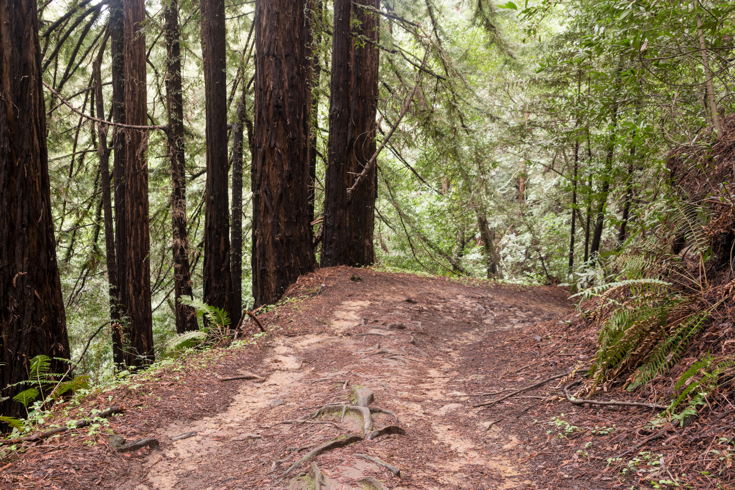 Redwood regional park french trail_-27.jpg