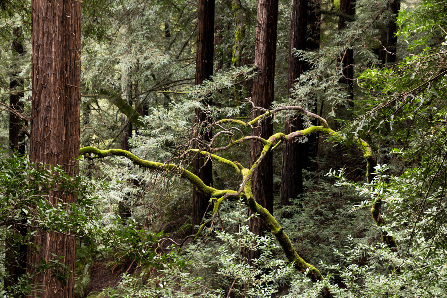 Redwood regional park french trail_-28.jpg