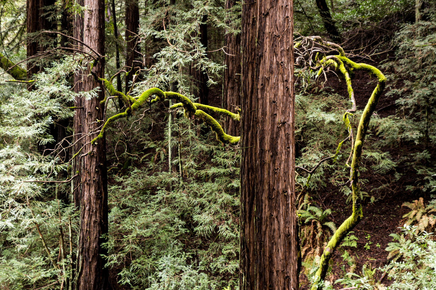 Redwood regional park french trail_.jpg