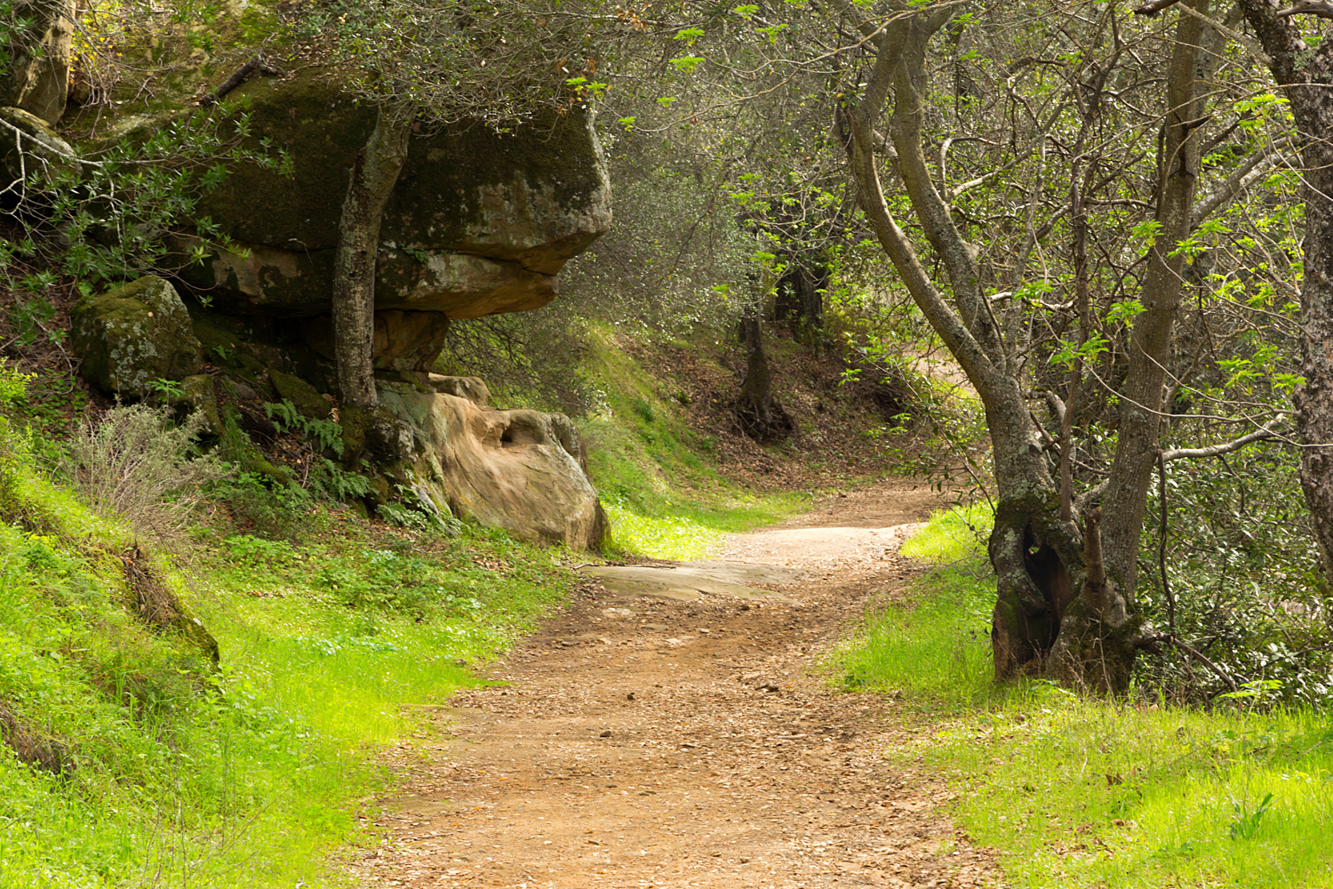 Madrone Canyon Sycamore Creek Trails-2.jpg