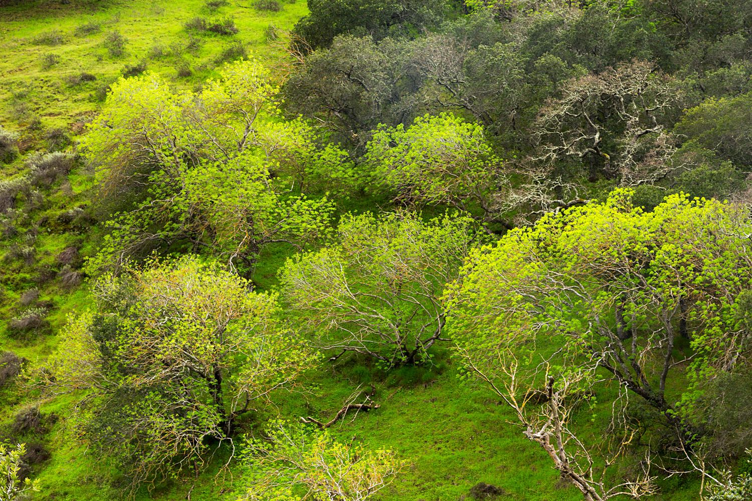 Madrone Canyon Sycamore Creek Trails-5.jpg