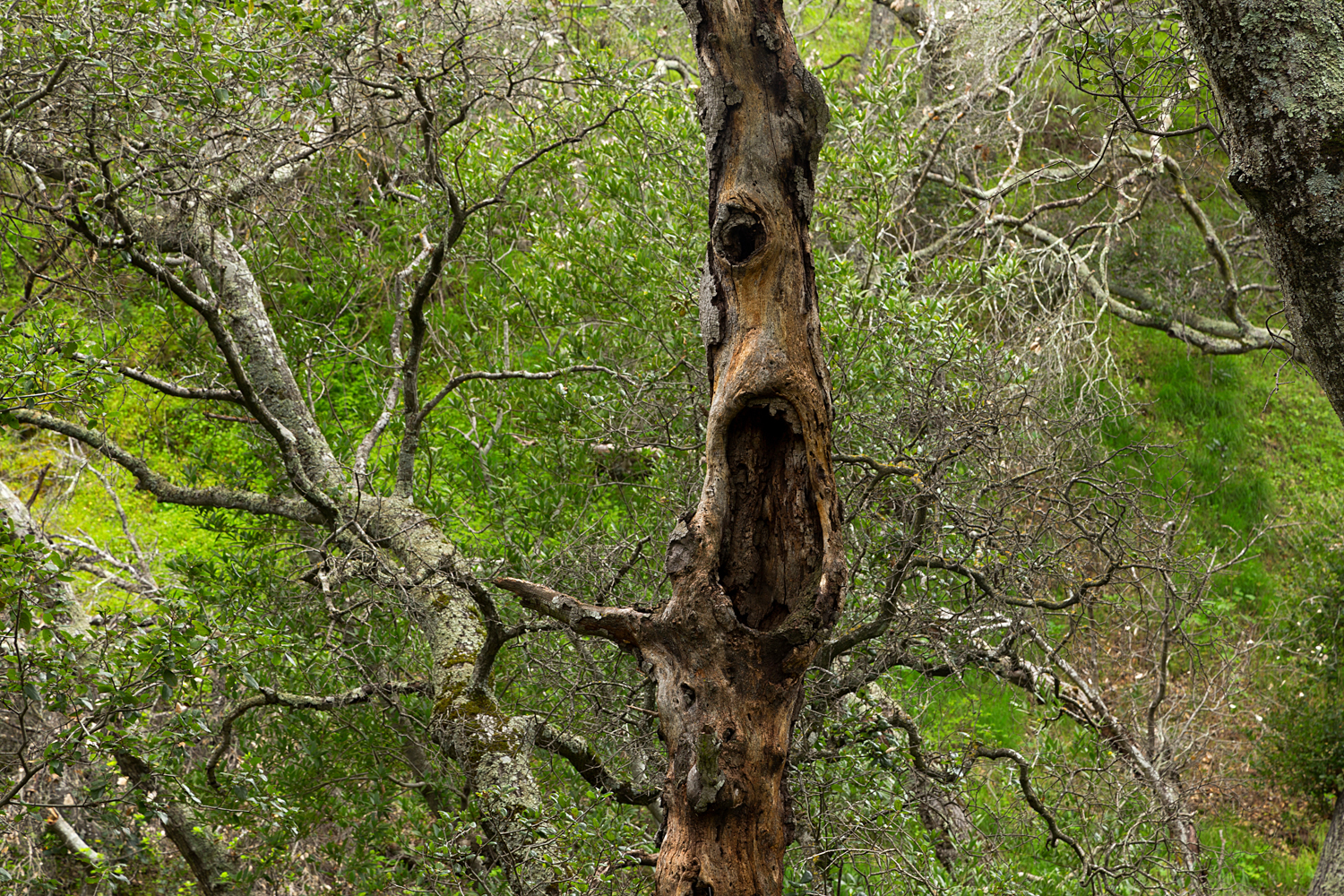 Madrone Canyon Sycamore Creek Trails-7.jpg