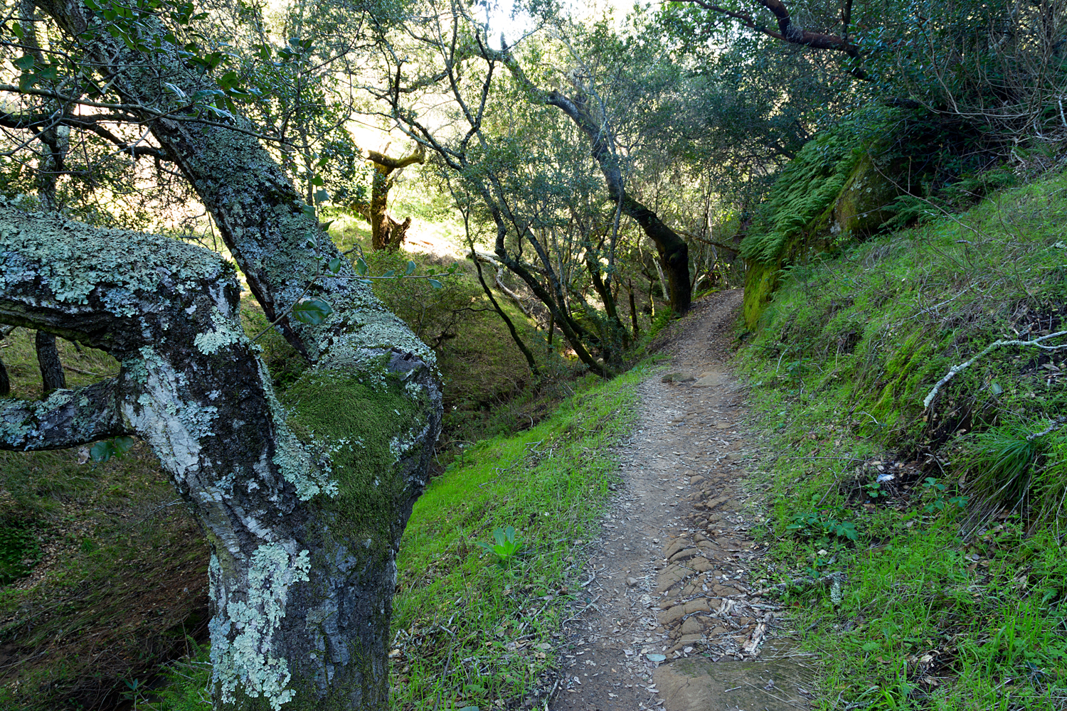 Madrone Canyon Sycamore Creek Trails-8.jpg