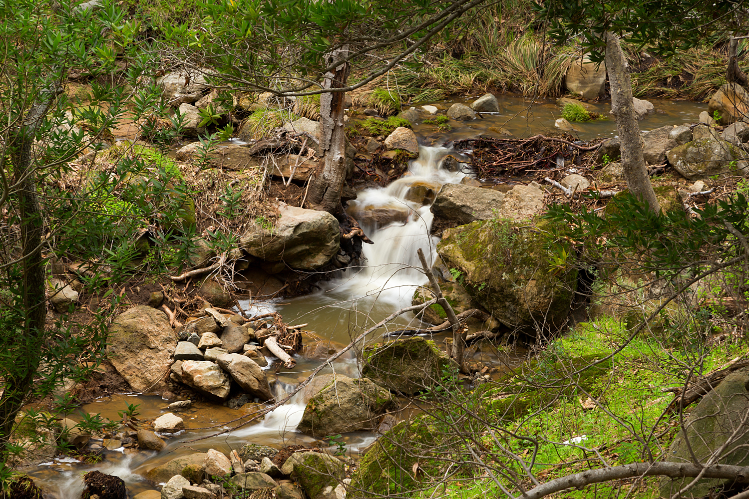 Madrone Canyon Sycamore Creek Trails-9.jpg