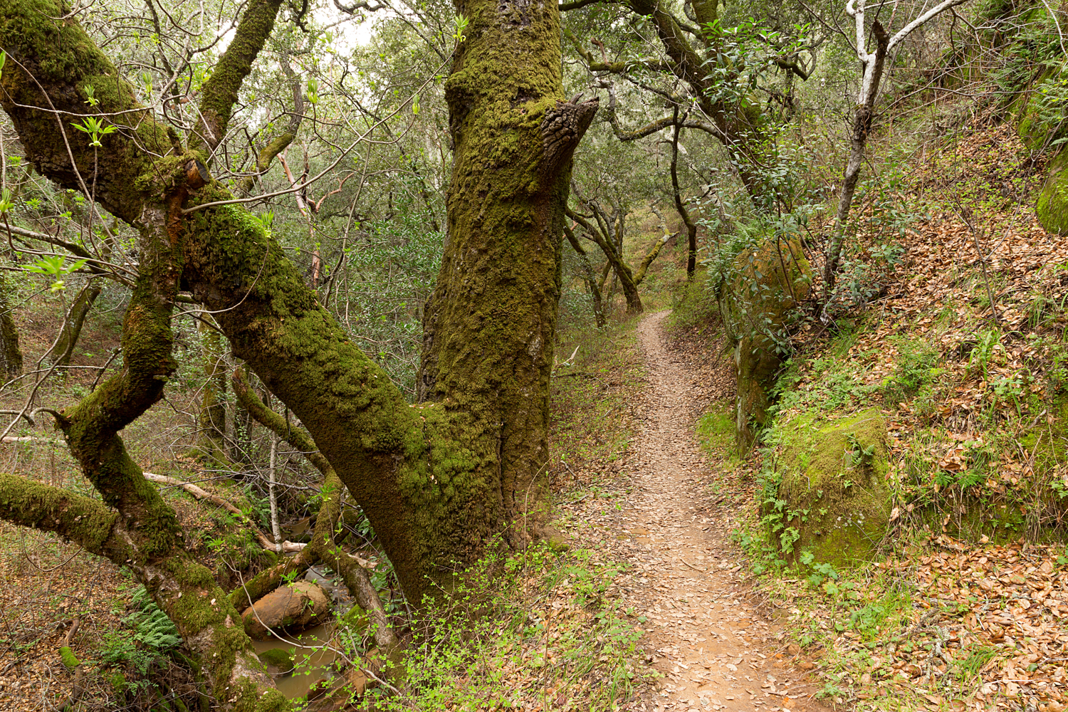 Madrone Canyon Sycamore Creek Trails-12.jpg