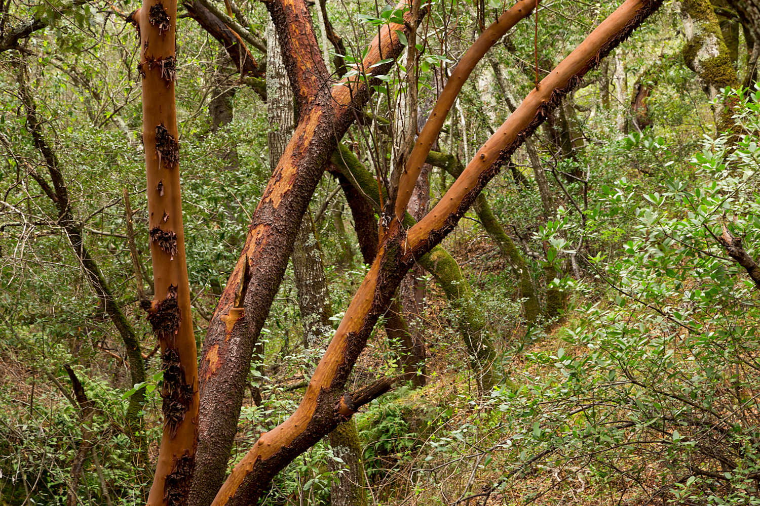 Madrone Canyon Sycamore Creek Trails-14.jpg