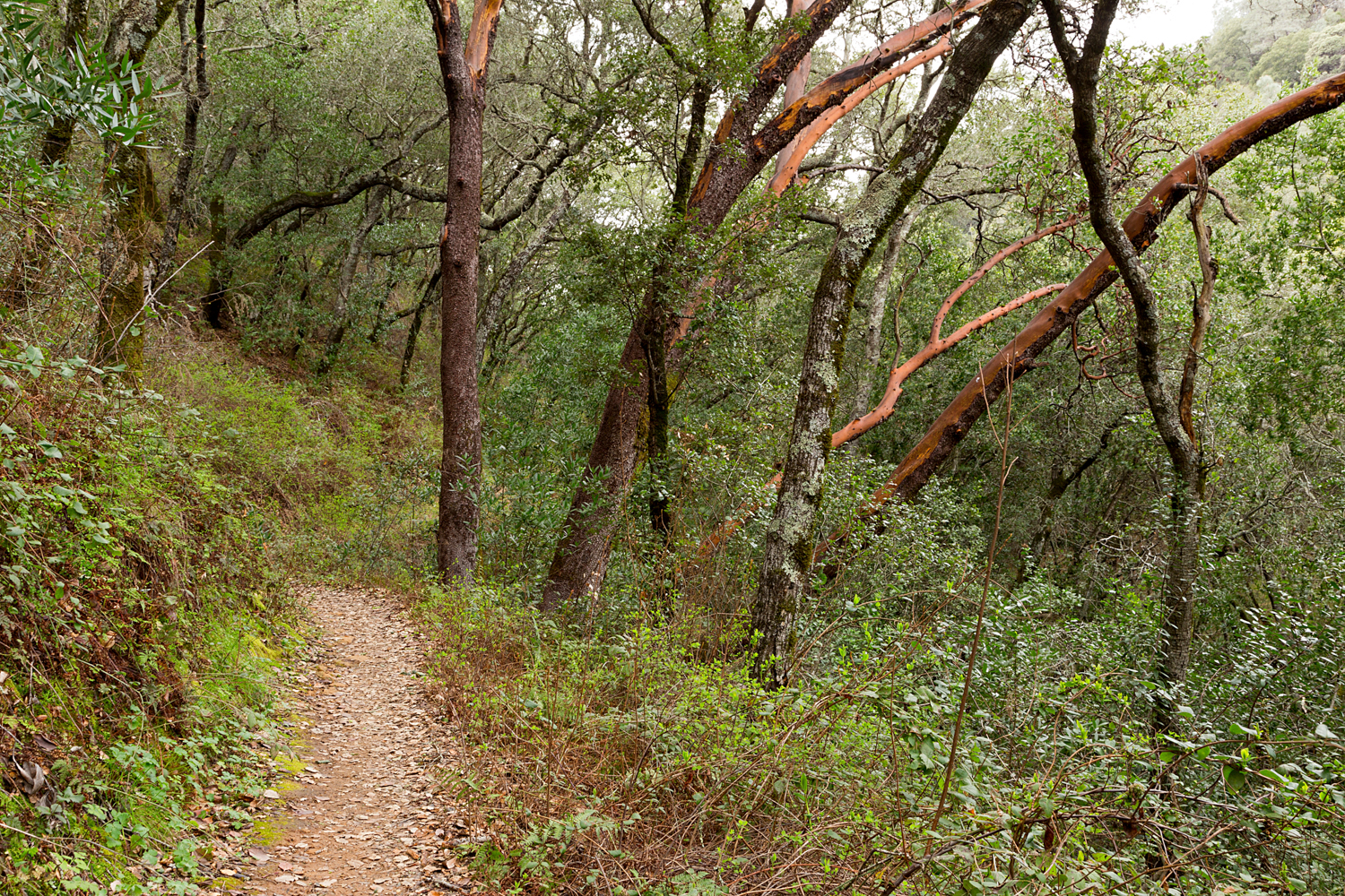 Madrone Canyon Sycamore Creek Trails-15.jpg