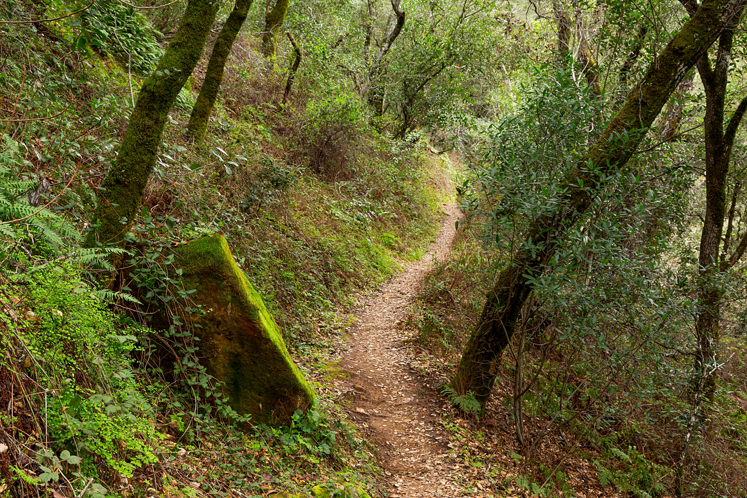 Madrone Canyon Sycamore Creek Trails-16.jpg