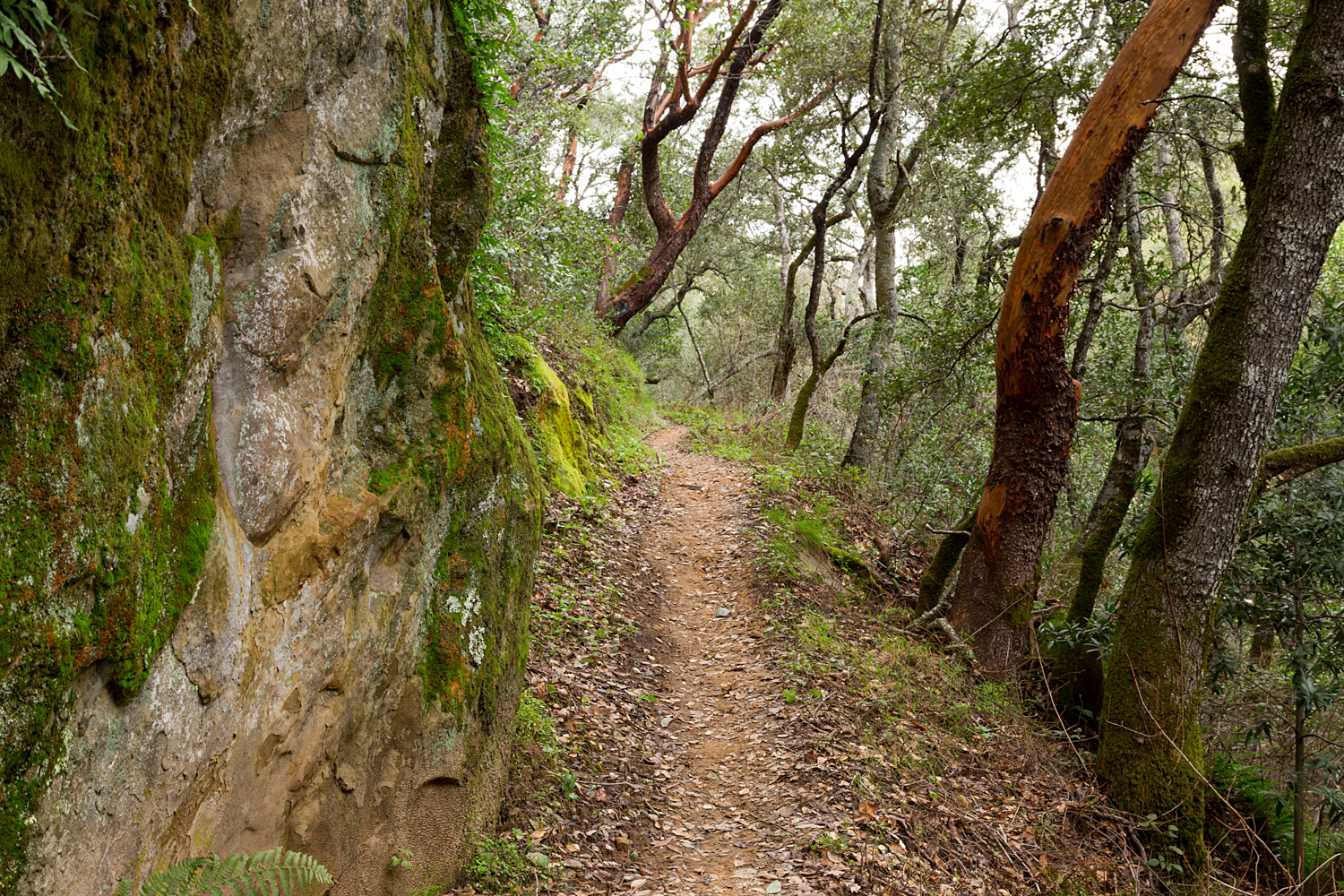 Madrone Canyon Sycamore Creek Trails-17.jpg