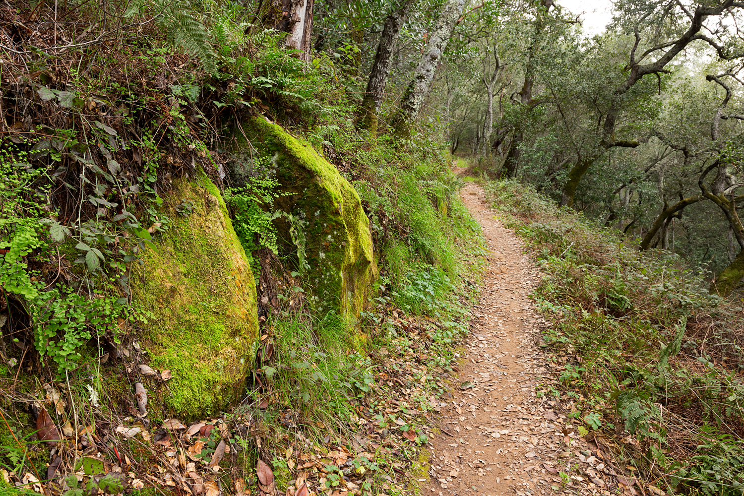 Madrone Canyon Sycamore Creek Trails-18.jpg