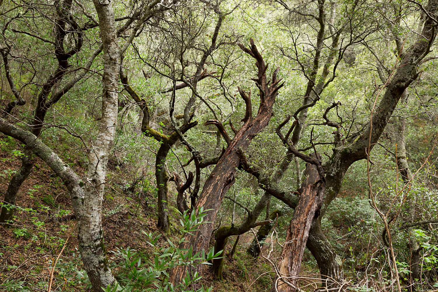 Madrone Canyon Sycamore Creek Trails-19.jpg