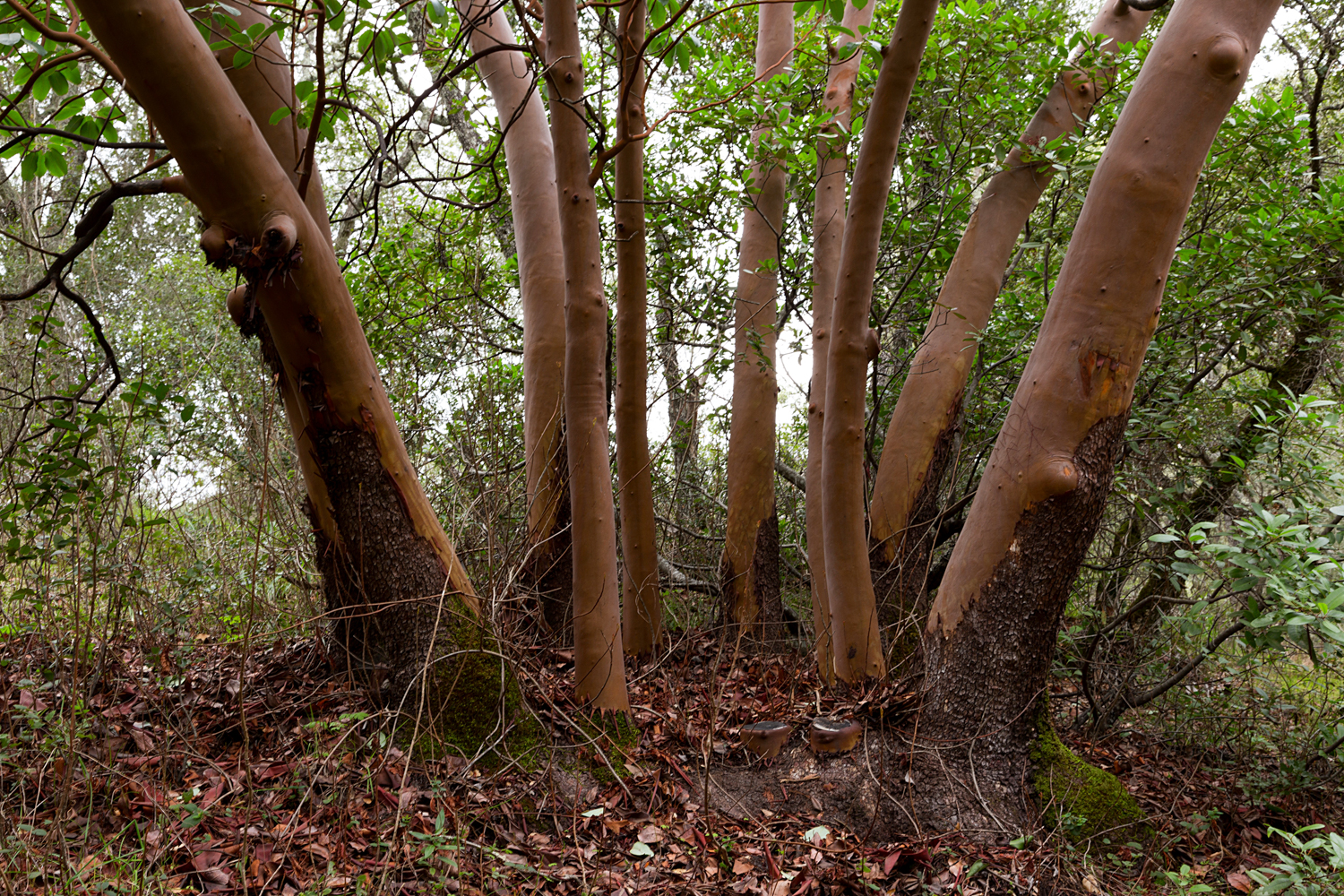 Madrone Canyon Sycamore Creek Trails-23.jpg