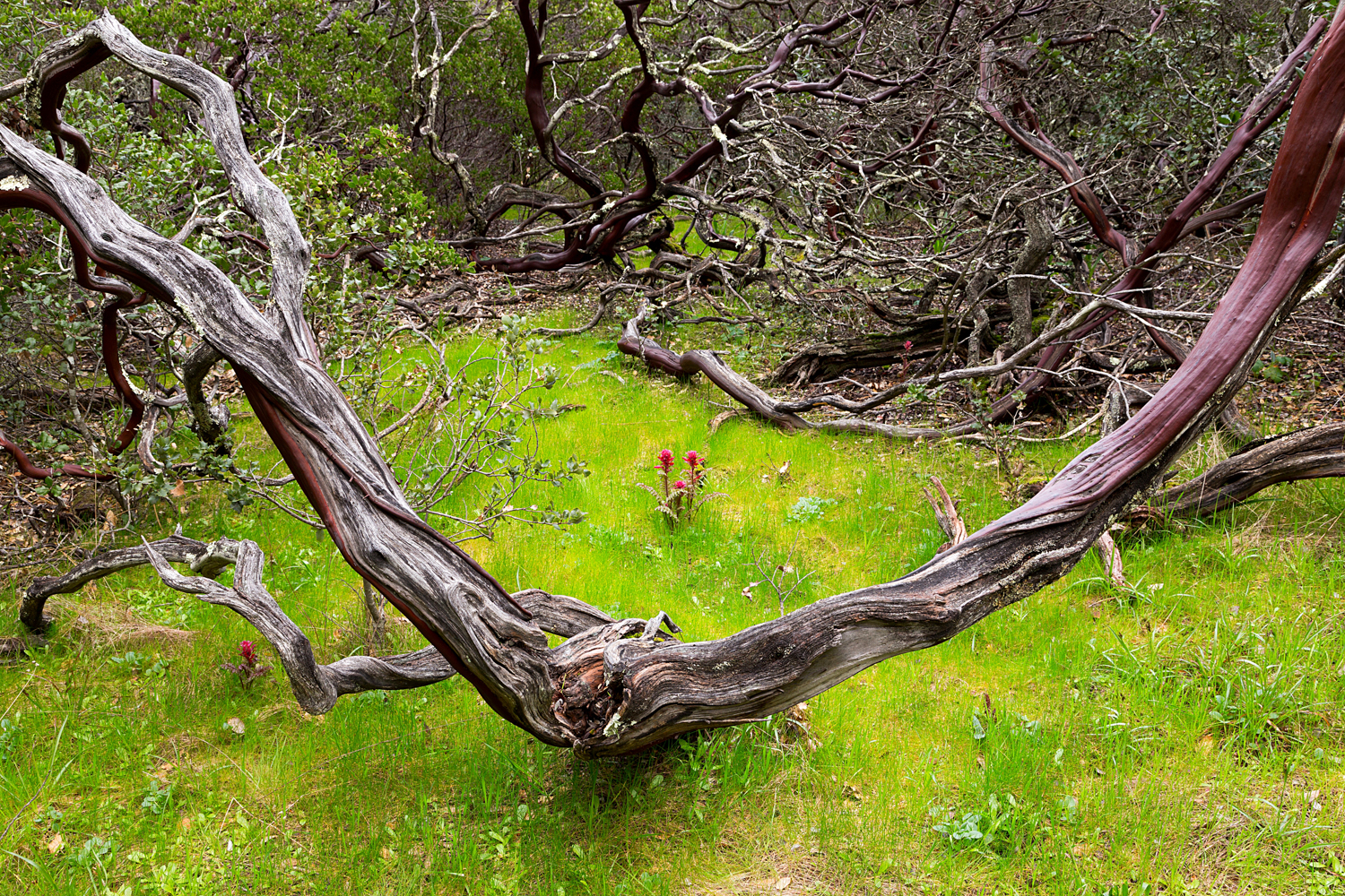 Madrone Canyon Sycamore Creek Trails-24.jpg
