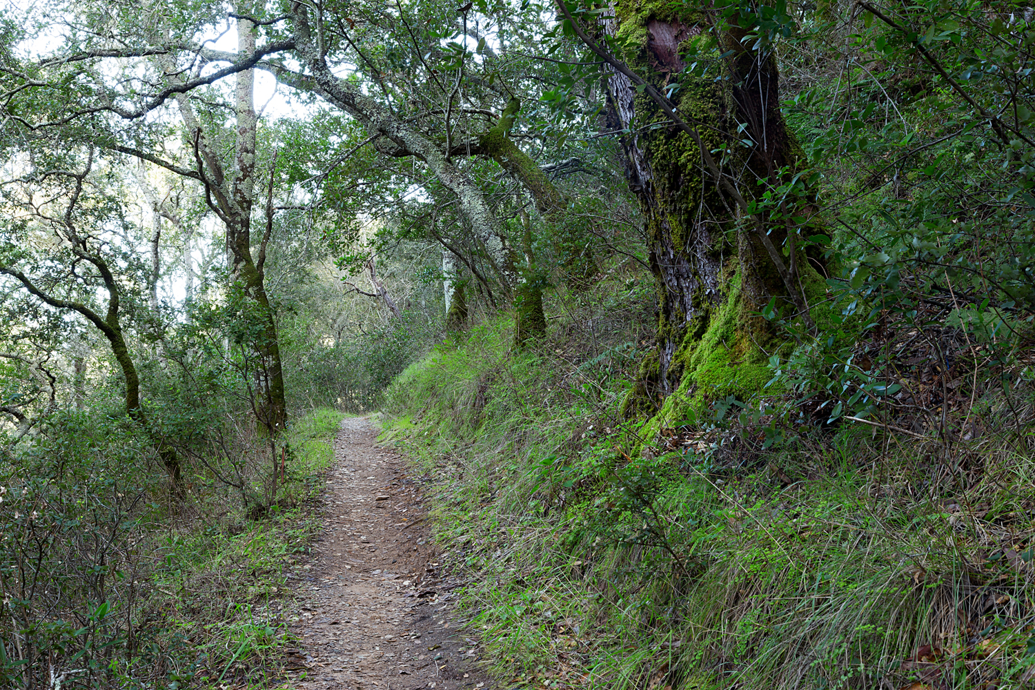 Madrone Canyon Sycamore Creek Trails-25.jpg