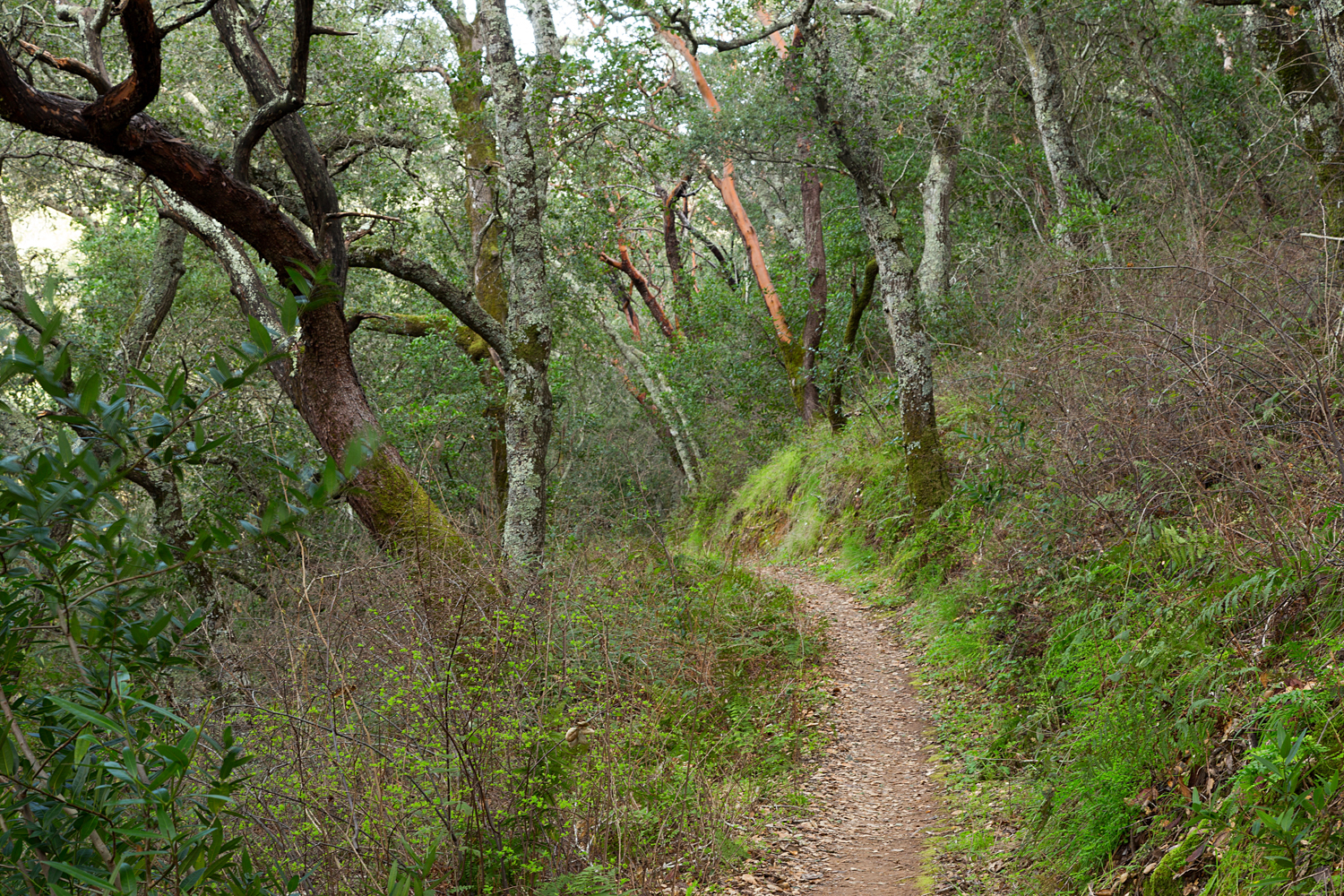 Madrone Canyon Sycamore Creek Trails-27.jpg