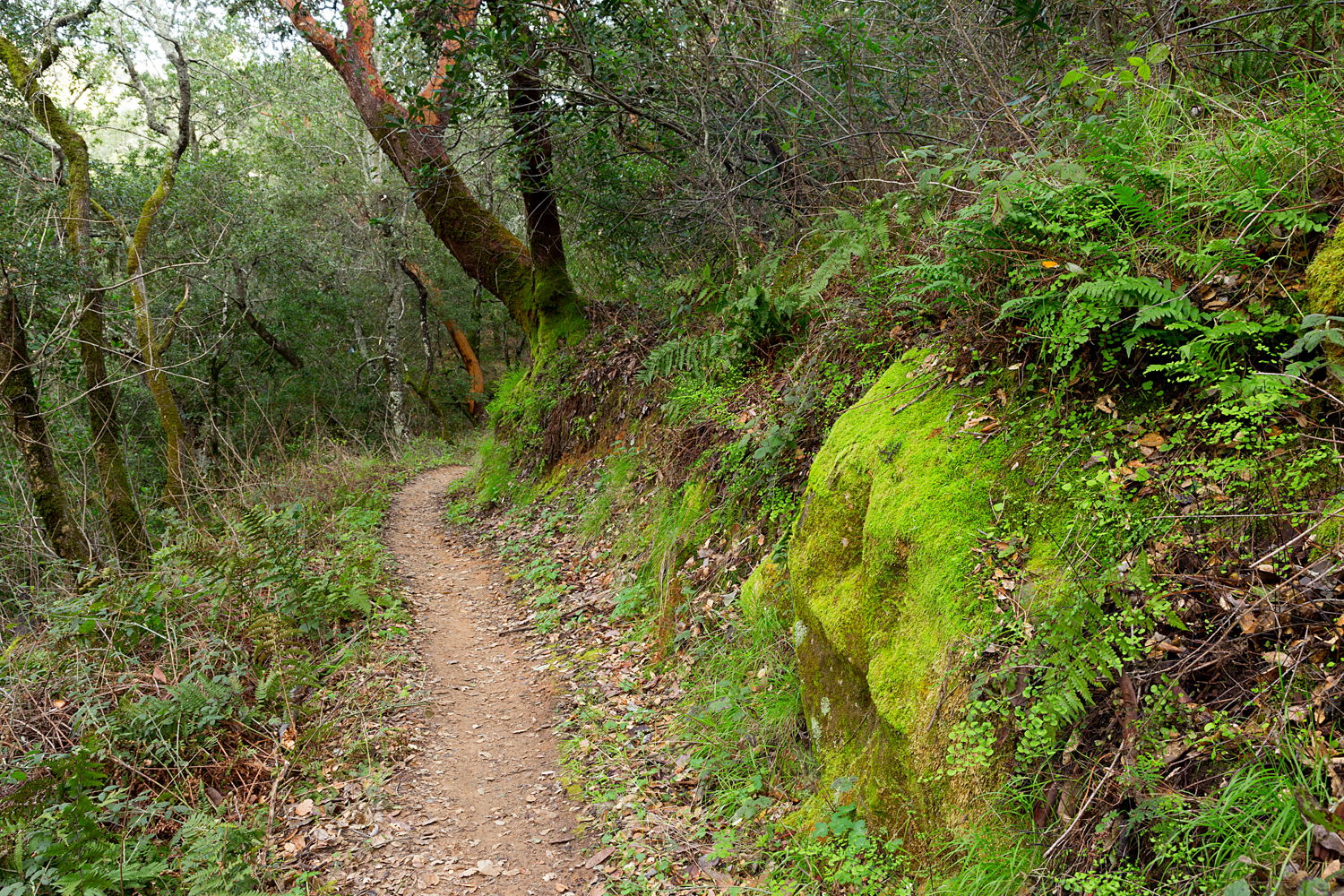 Madrone Canyon Sycamore Creek Trails-28.jpg