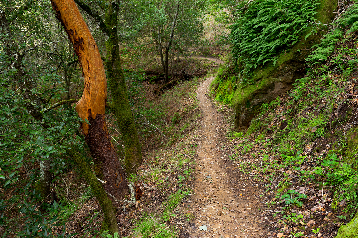 Madrone Canyon Sycamore Creek Trails-29.jpg