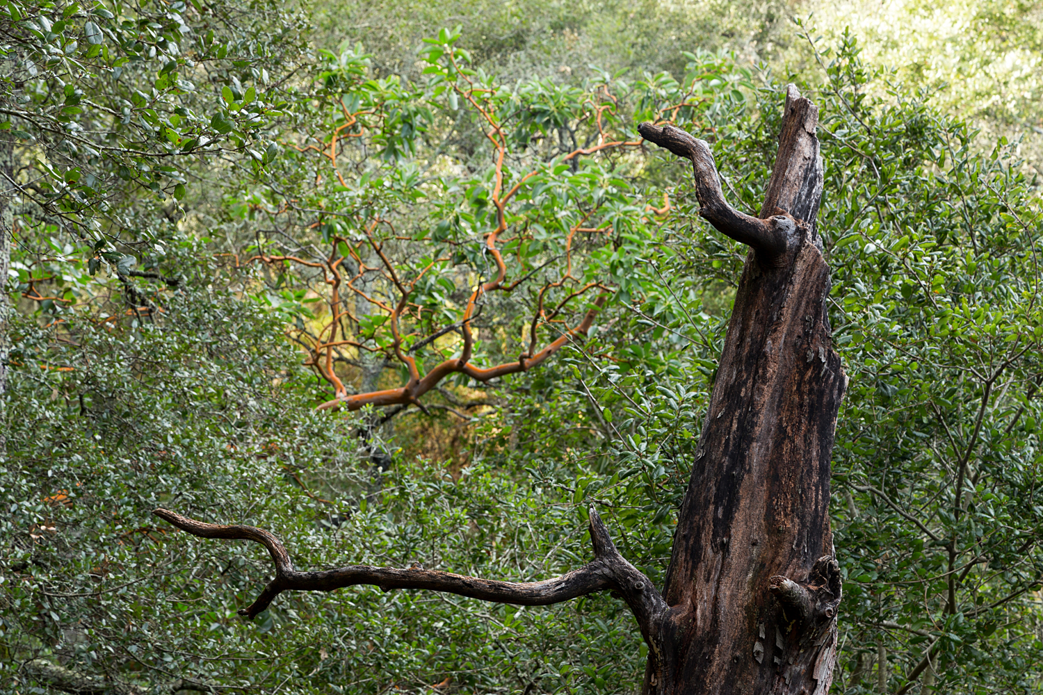 Madrone Canyon Sycamore Creek Trails-30.jpg