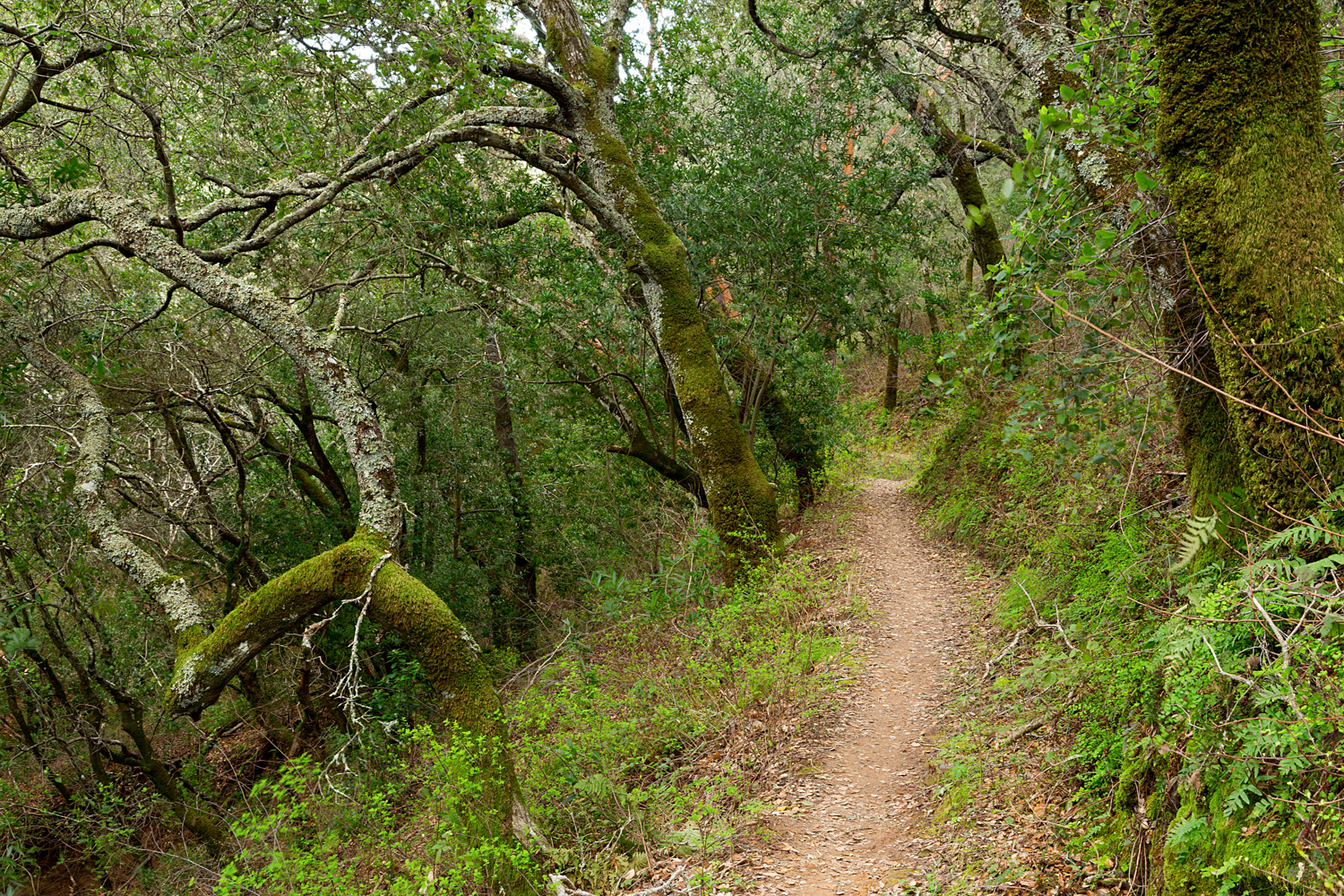 Madrone Canyon Sycamore Creek Trails-32.jpg