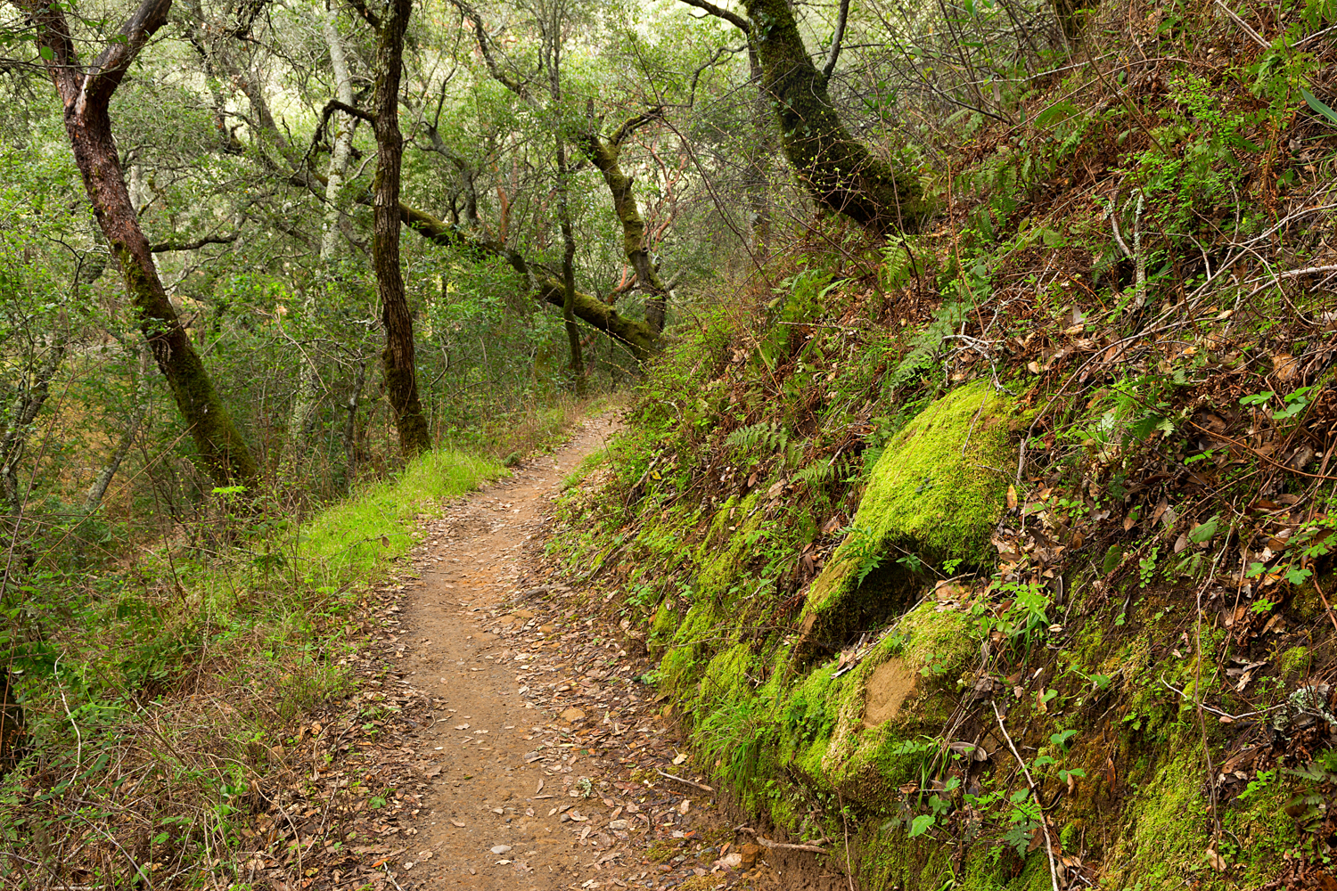 Madrone Canyon Sycamore Creek Trails-34.jpg