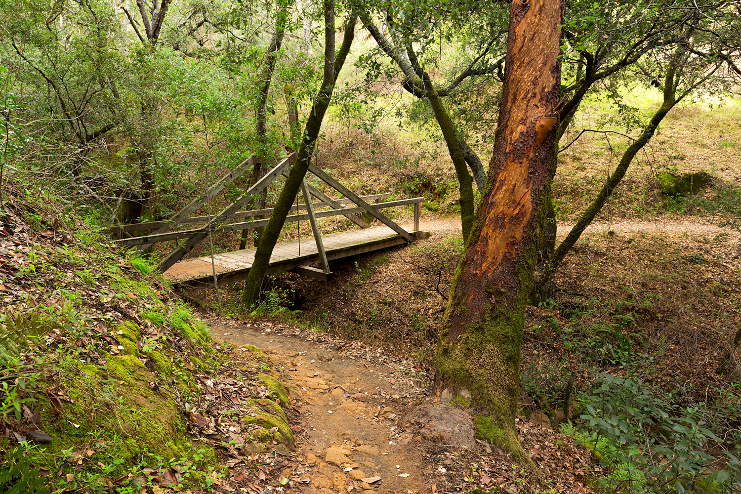Madrone Canyon Sycamore Creek Trails-35.jpg