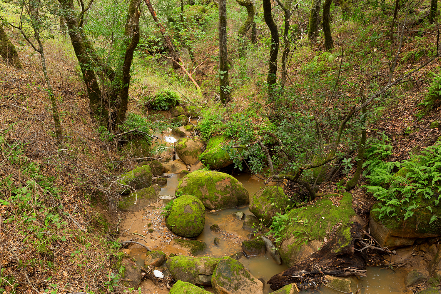 Madrone Canyon Sycamore Creek Trails-36.jpg