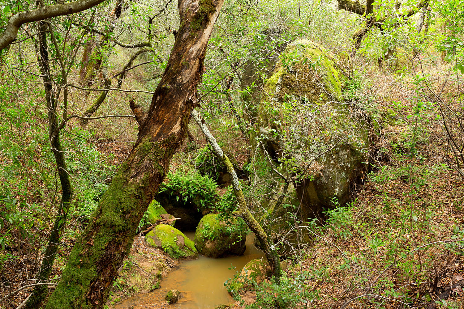 Madrone Canyon Sycamore Creek Trails-37.jpg