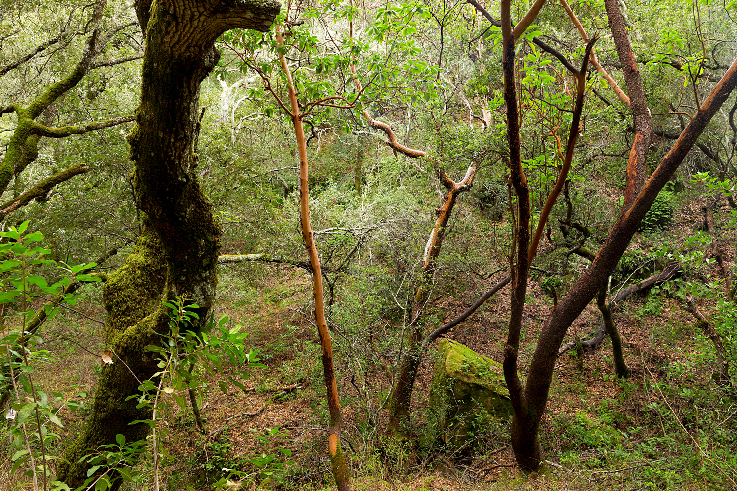 Madrone Canyon Sycamore Creek Trails-38.jpg