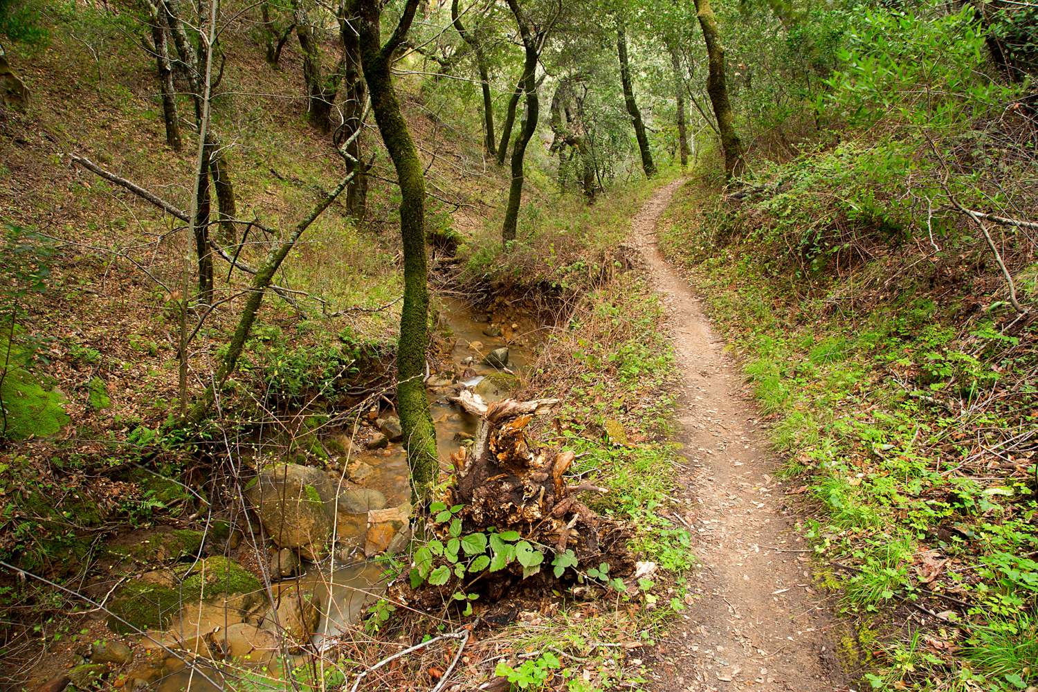 Madrone Canyon Sycamore Creek Trails-39.jpg